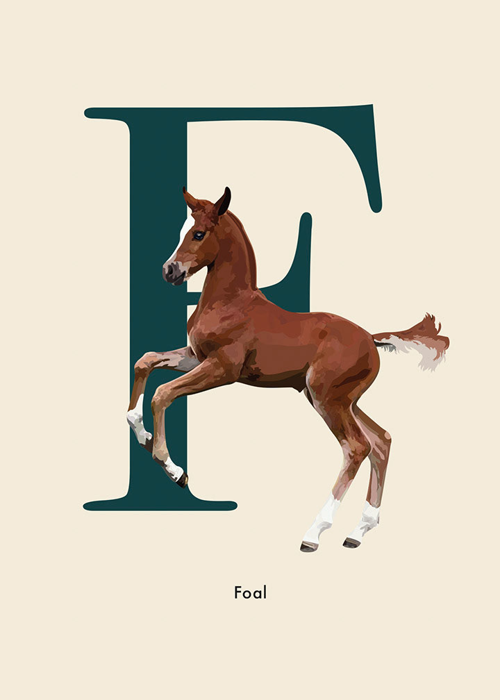 Alphabet Poster ' F' for Foal