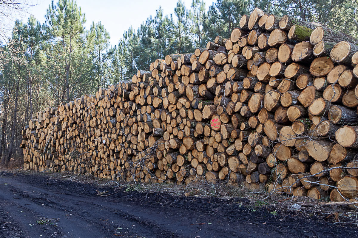 Coupe rase de chênes centenaires secteur Marimbault / Pompéjac Sud-gironde - 16-02-23