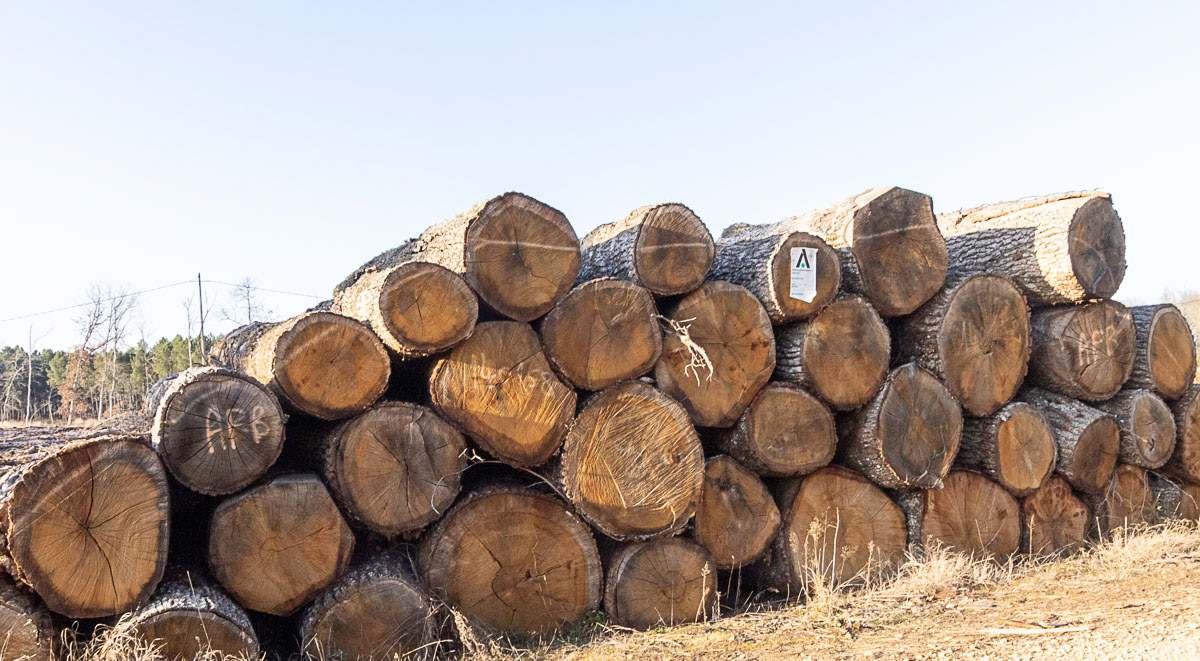 Coupe rase de chênes centenaires secteur Marimbault / Pompéjac Sud-gironde - 16-02-23