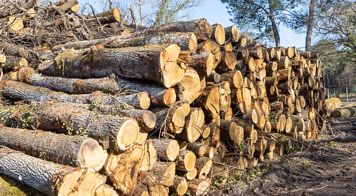 Coupe rase de chênes centenaires secteur Marimbault / Pompéjac Sud-gironde - 16-02-23