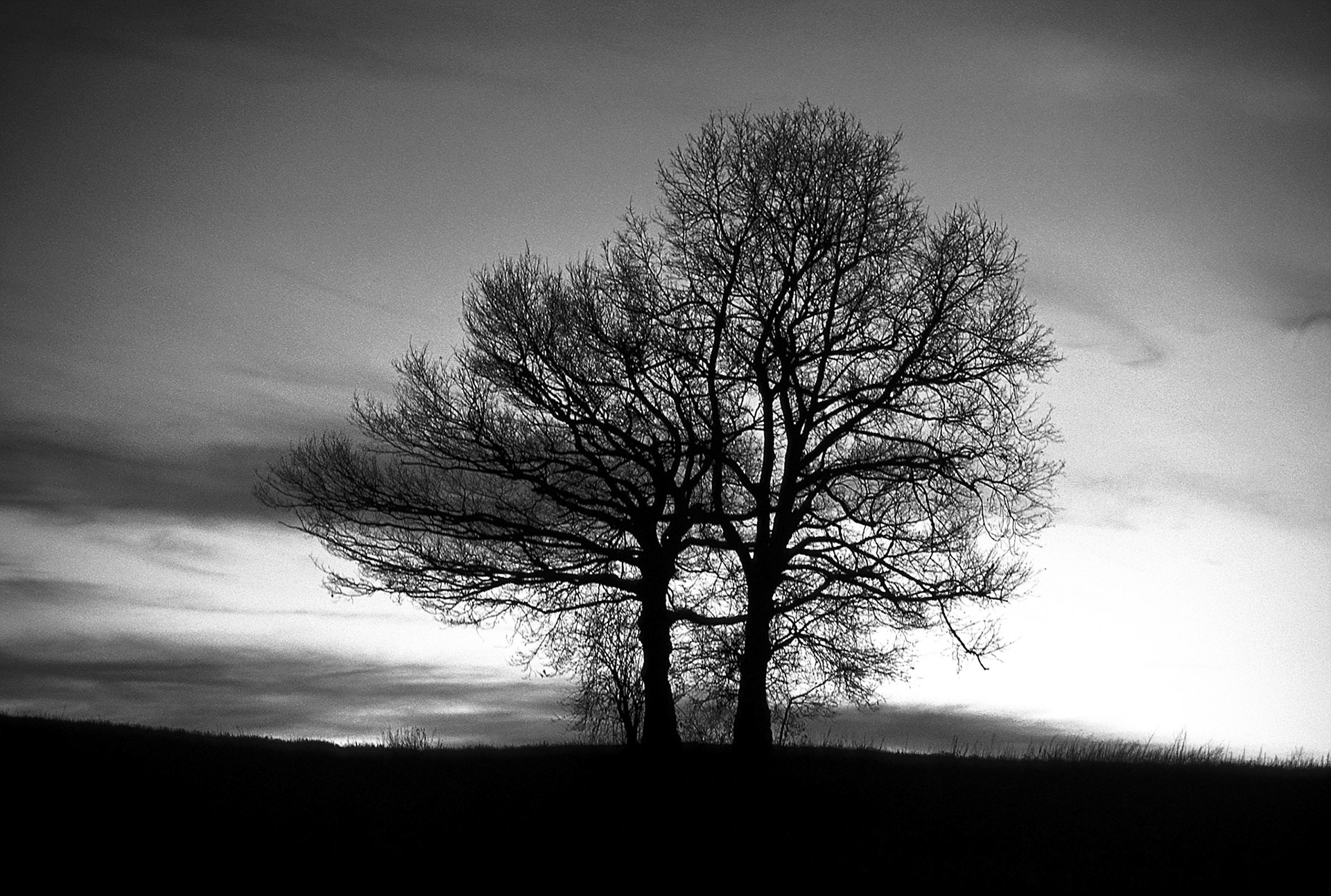 arbre, contre jour, lever du jour