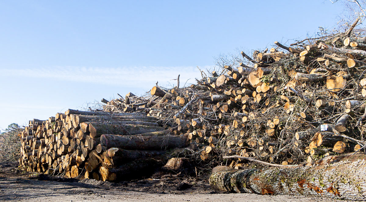 Coupe rase de chênes centenaires secteur Marimbault / Pompéjac Sud-gironde - 16-02-23