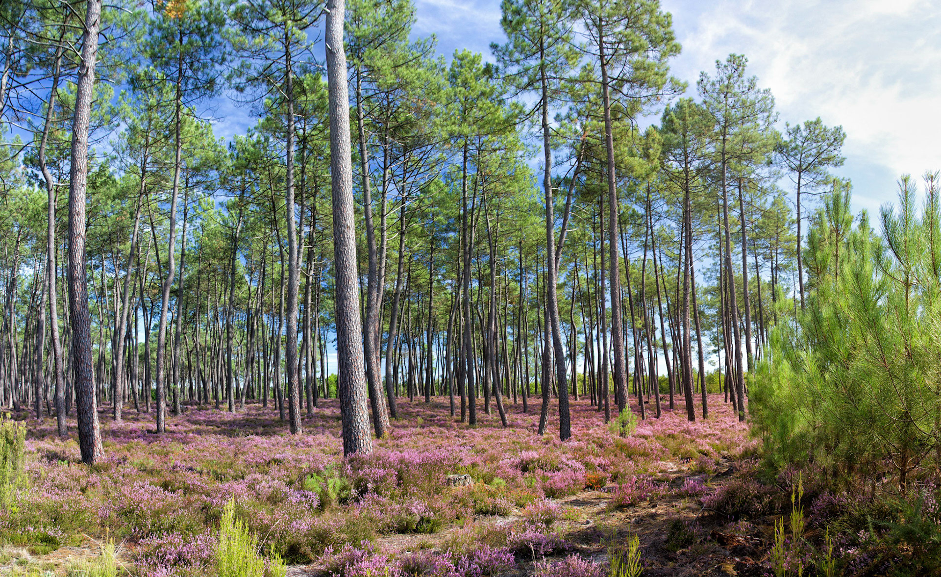 Stitched Panorama