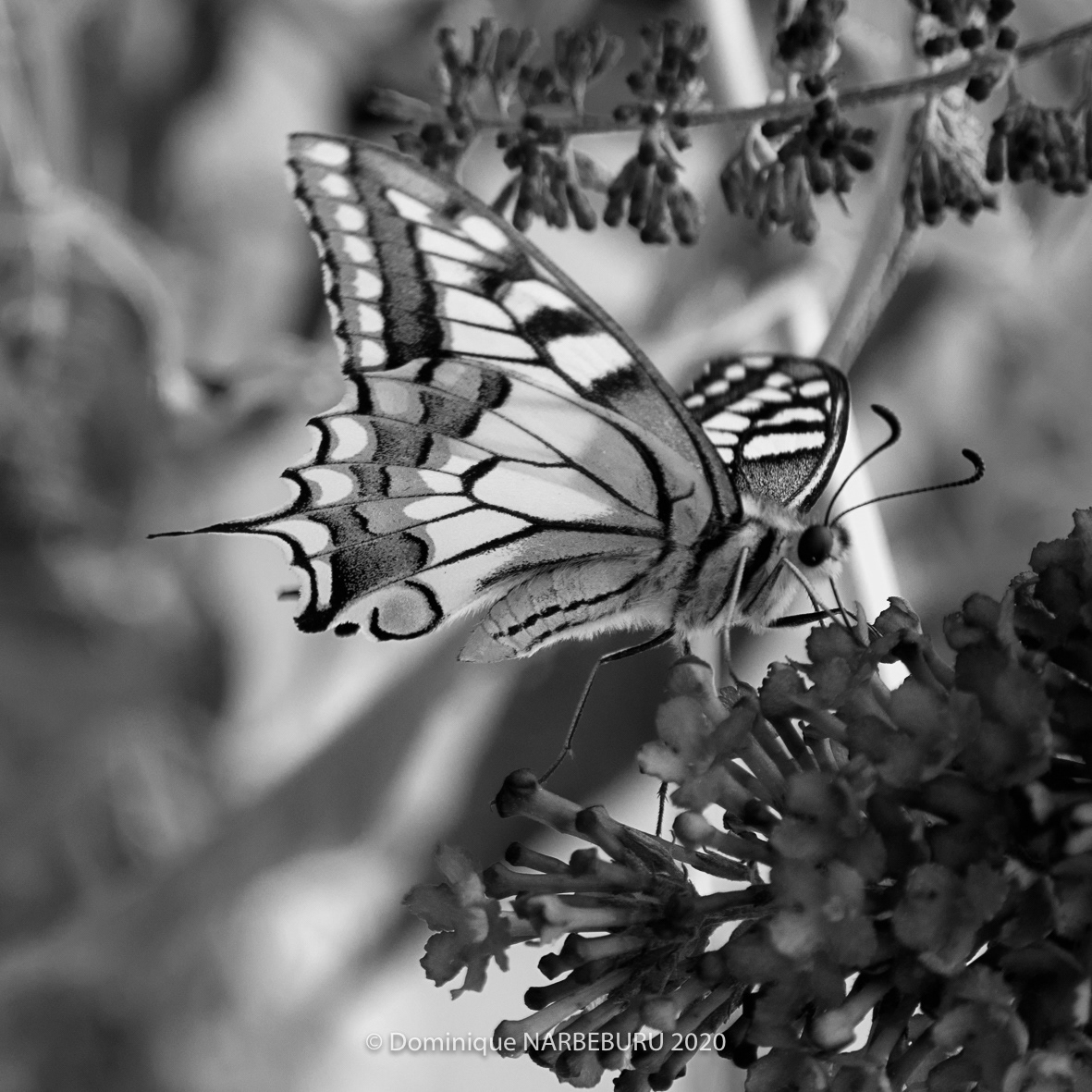 Machaon