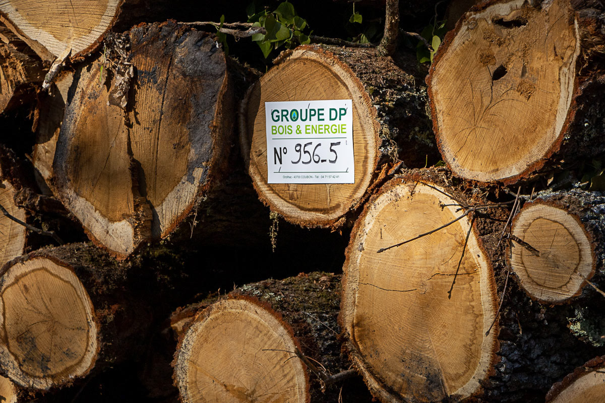 Coupe rase de chênes centenaires secteur Marimbault / Pompéjac Sud-gironde - 16-02-23