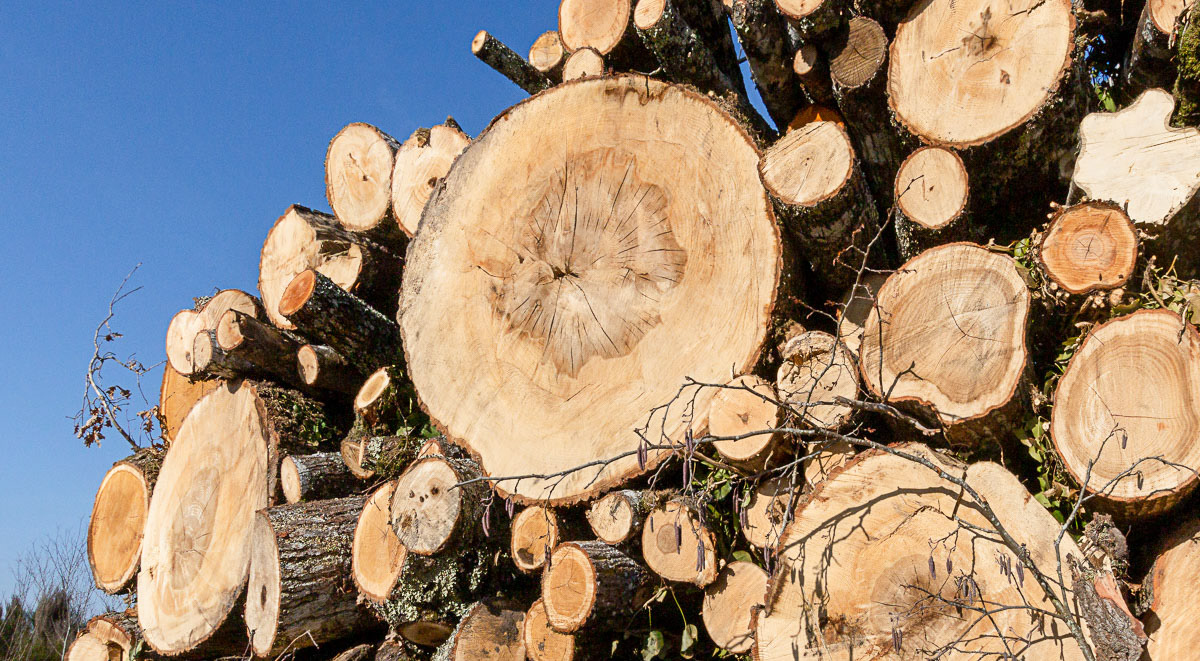 Coupe rase de chênes centenaires secteur Marimbault / Pompéjac Sud-gironde - 16-02-23