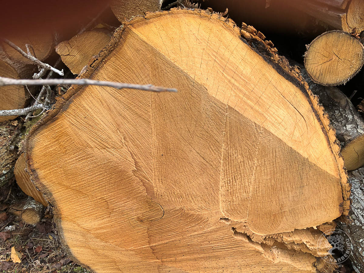 Bille de chêne centenaire