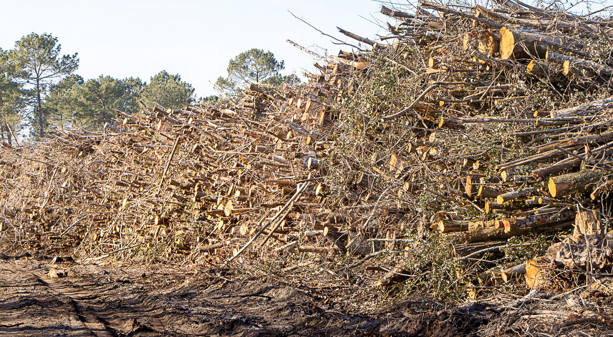 Coupe rase de chênes centenaires secteur Marimbault / Pompéjac Sud-gironde - 16-02-23