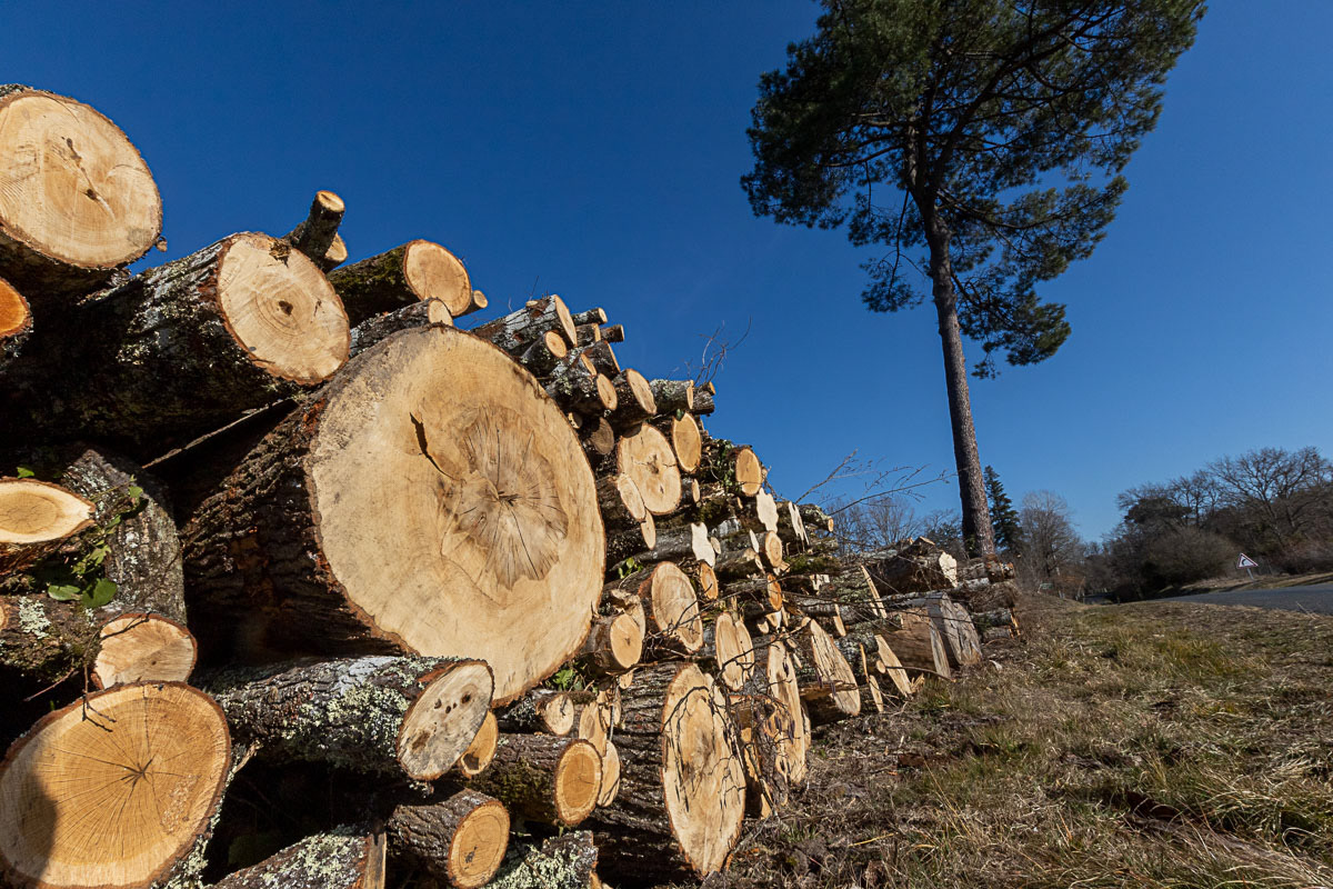 Coupe rase de chênes centenaires secteur Marimbault / Pompéjac Sud-gironde - 16-02-23