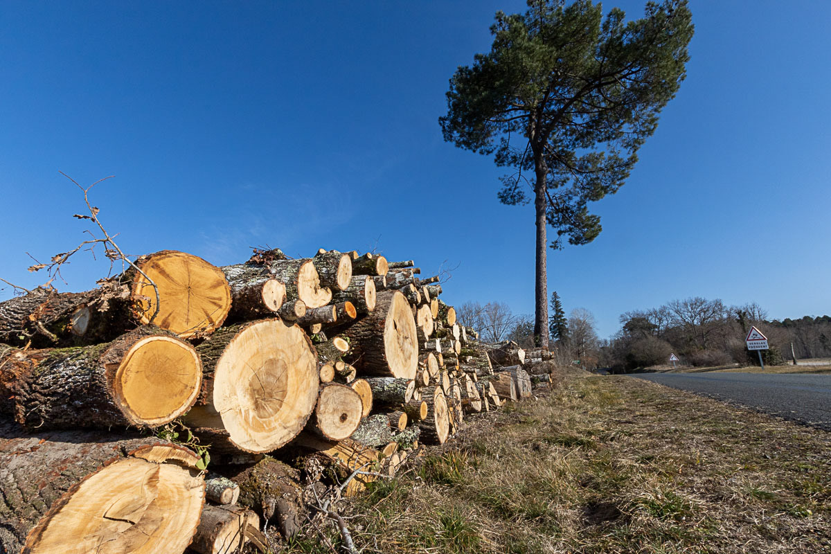 Coupe rase de chênes centenaires secteur Marimbault / Pompéjac Sud-gironde - 16-02-23