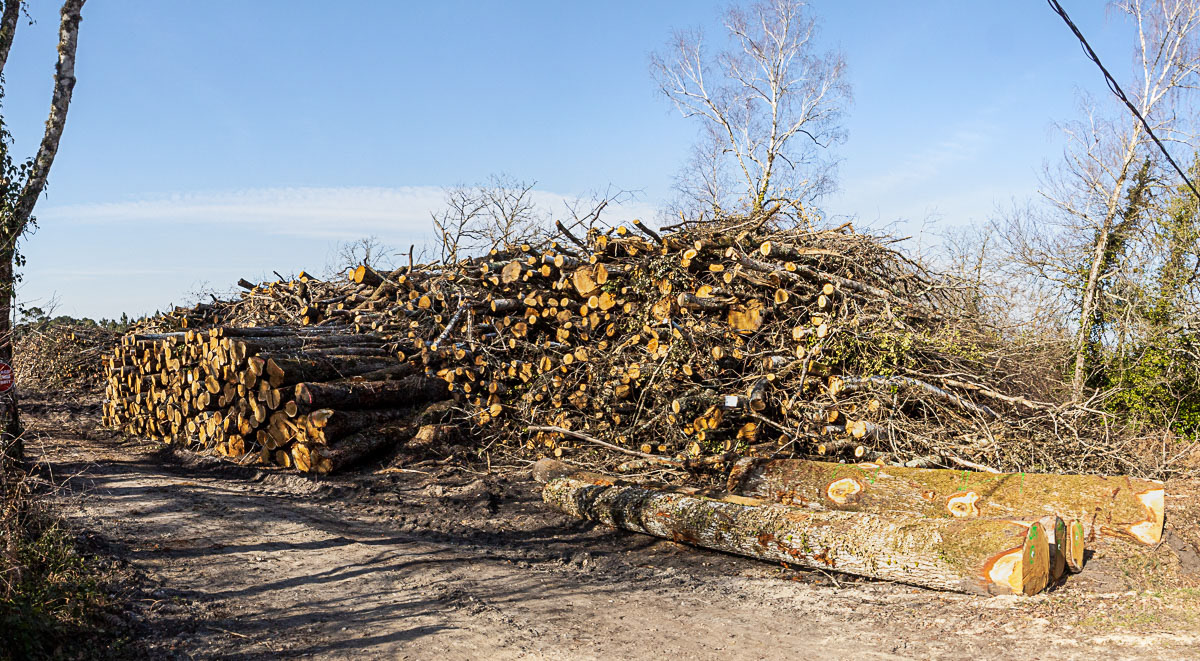 Coupe rase de chênes centenaires secteur Marimbault / Pompéjac Sud-gironde - 16-02-23