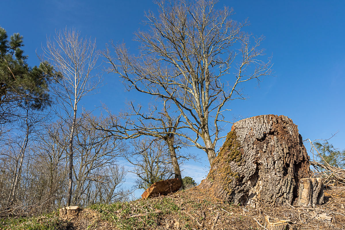 Coupe rase de chênes centenaires secteur Marimbault / Pompéjac Sud-gironde - 16-02-23