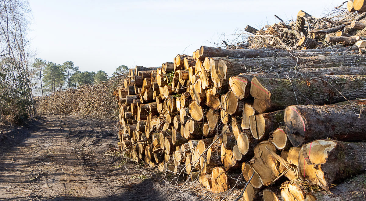 Coupe rase de chênes centenaires secteur Marimbault / Pompéjac Sud-gironde - 16-02-23
