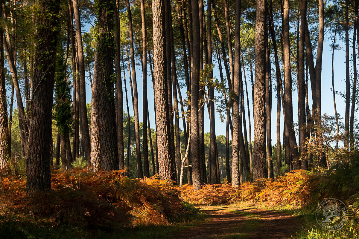 Sous bois, Landes