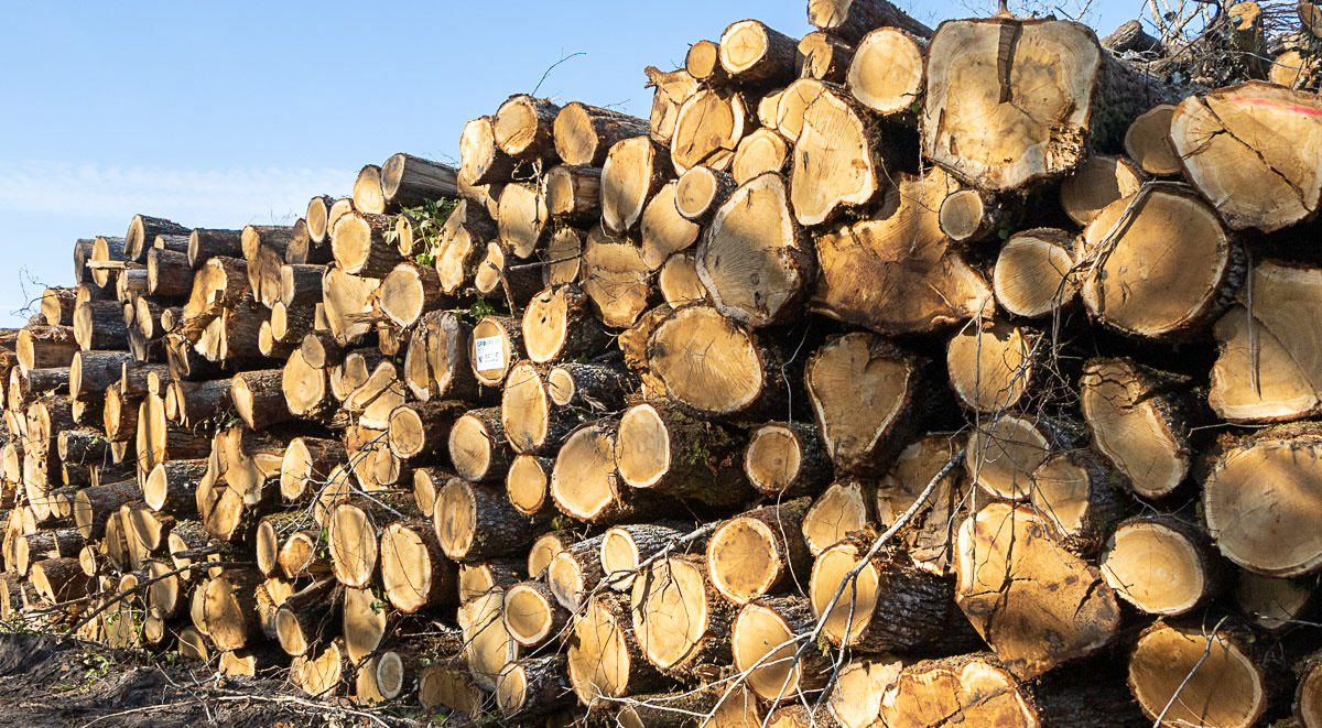 Coupe rase de chênes centenaires secteur Marimbault / Pompéjac Sud-gironde - 16-02-23