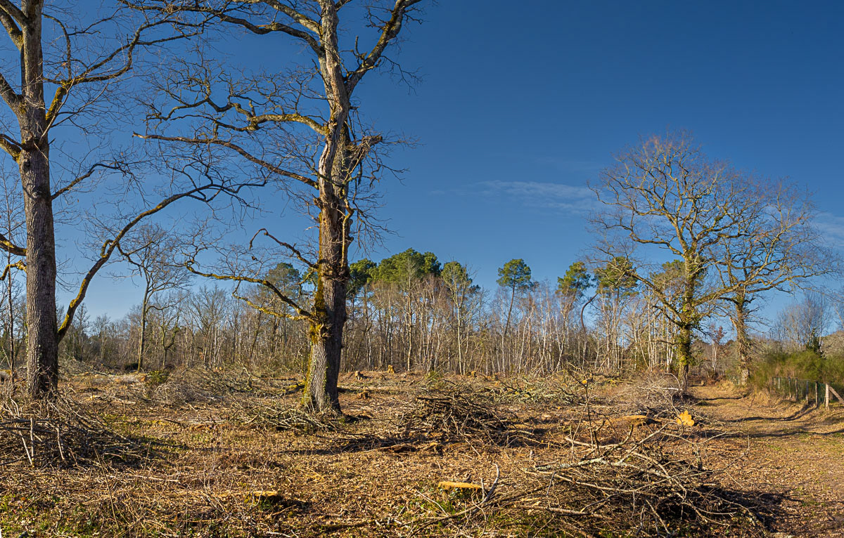 Coupe rase de chênes centenaires secteur Marimbault / Pompéjac Sud-gironde - 16-02-23
