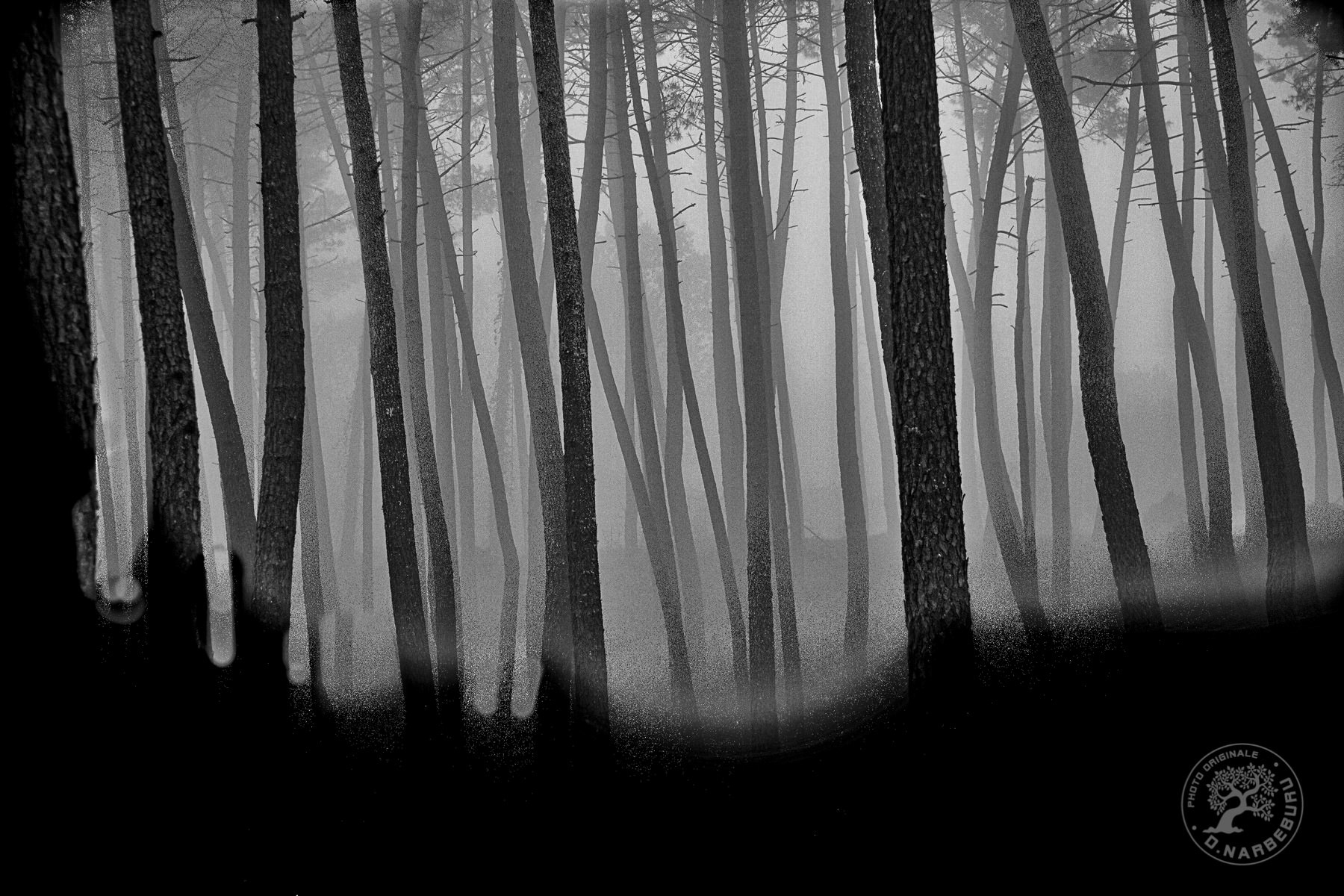 sous-bois, Landes