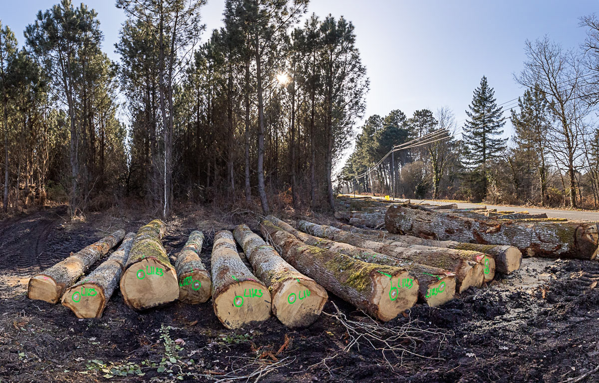 Coupe rase de chênes centenaires secteur Marimbault / Pompéjac Sud-gironde - 16-02-23