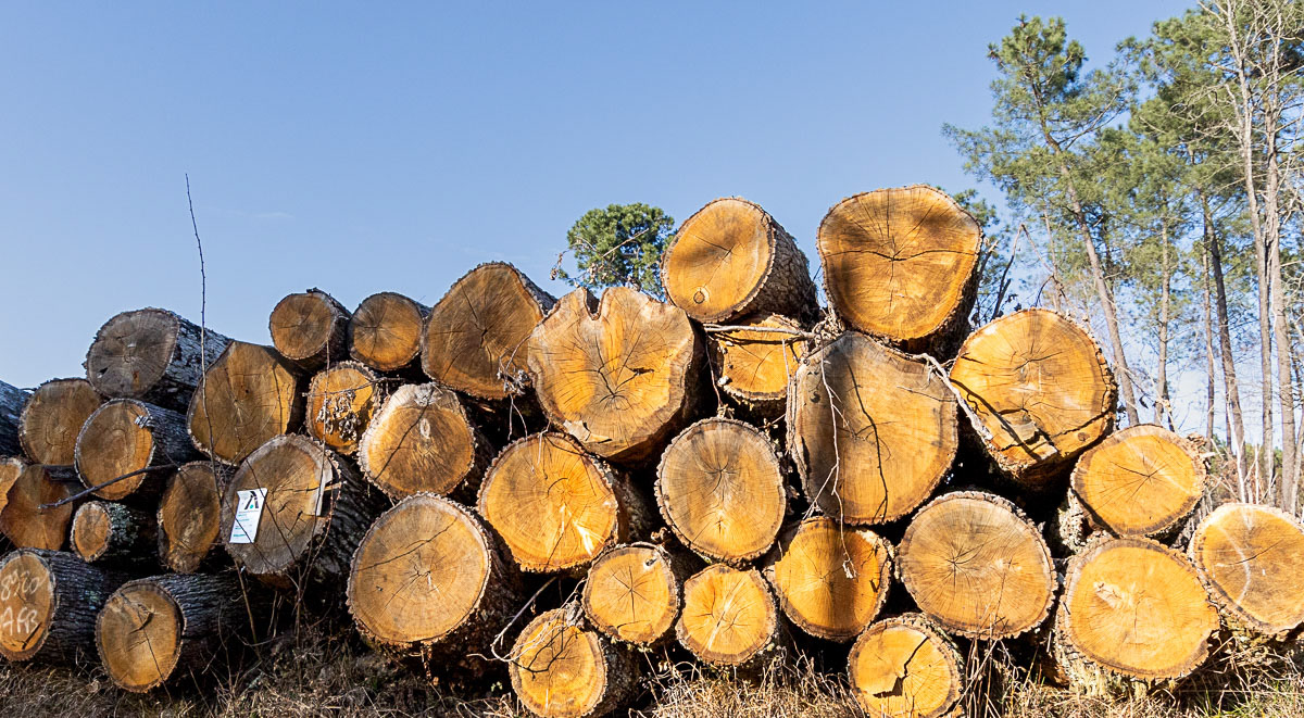 Coupe rase de chênes centenaires secteur Marimbault / Pompéjac Sud-gironde - 16-02-23