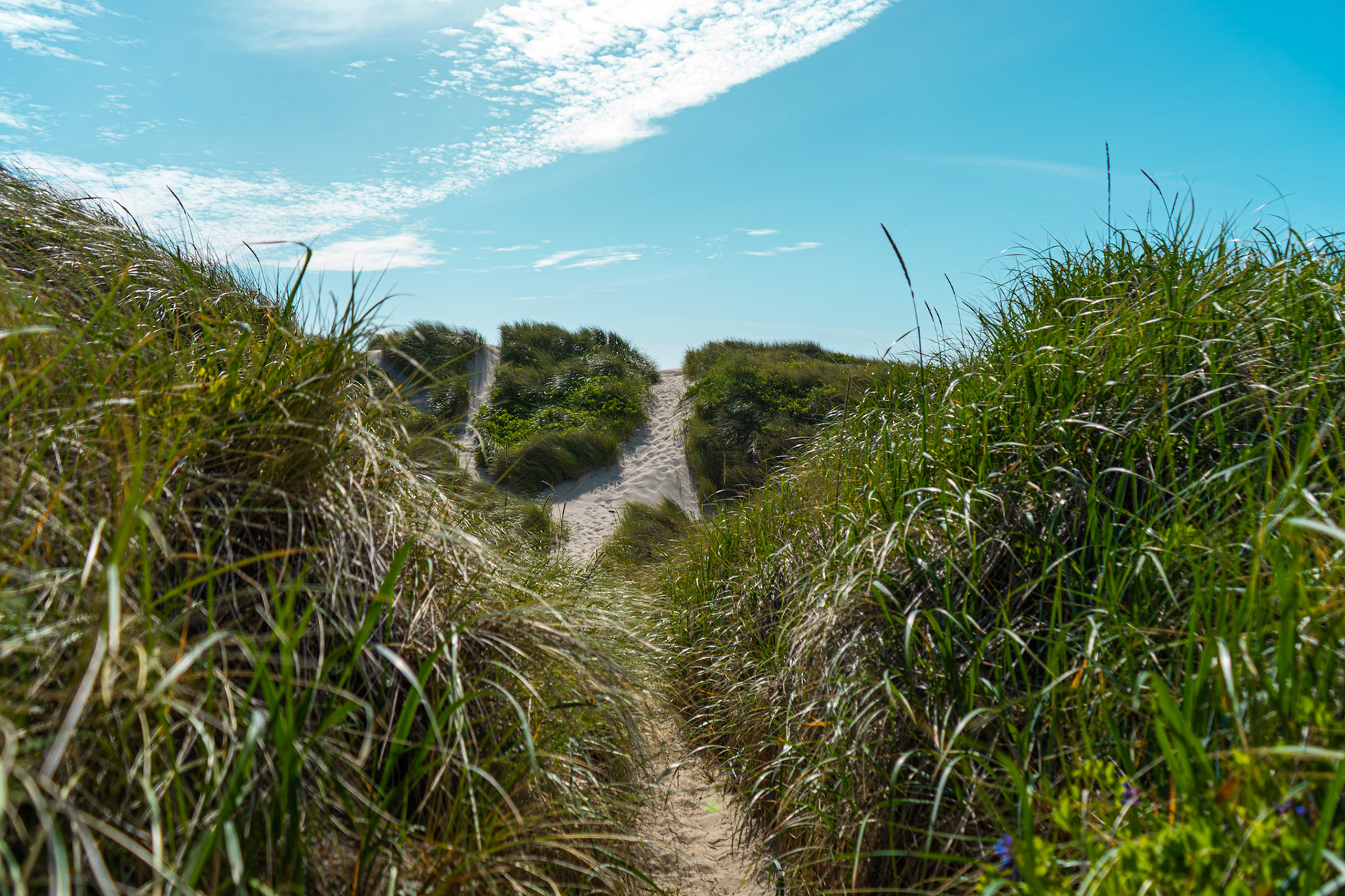 Northwest Oregon Dunes