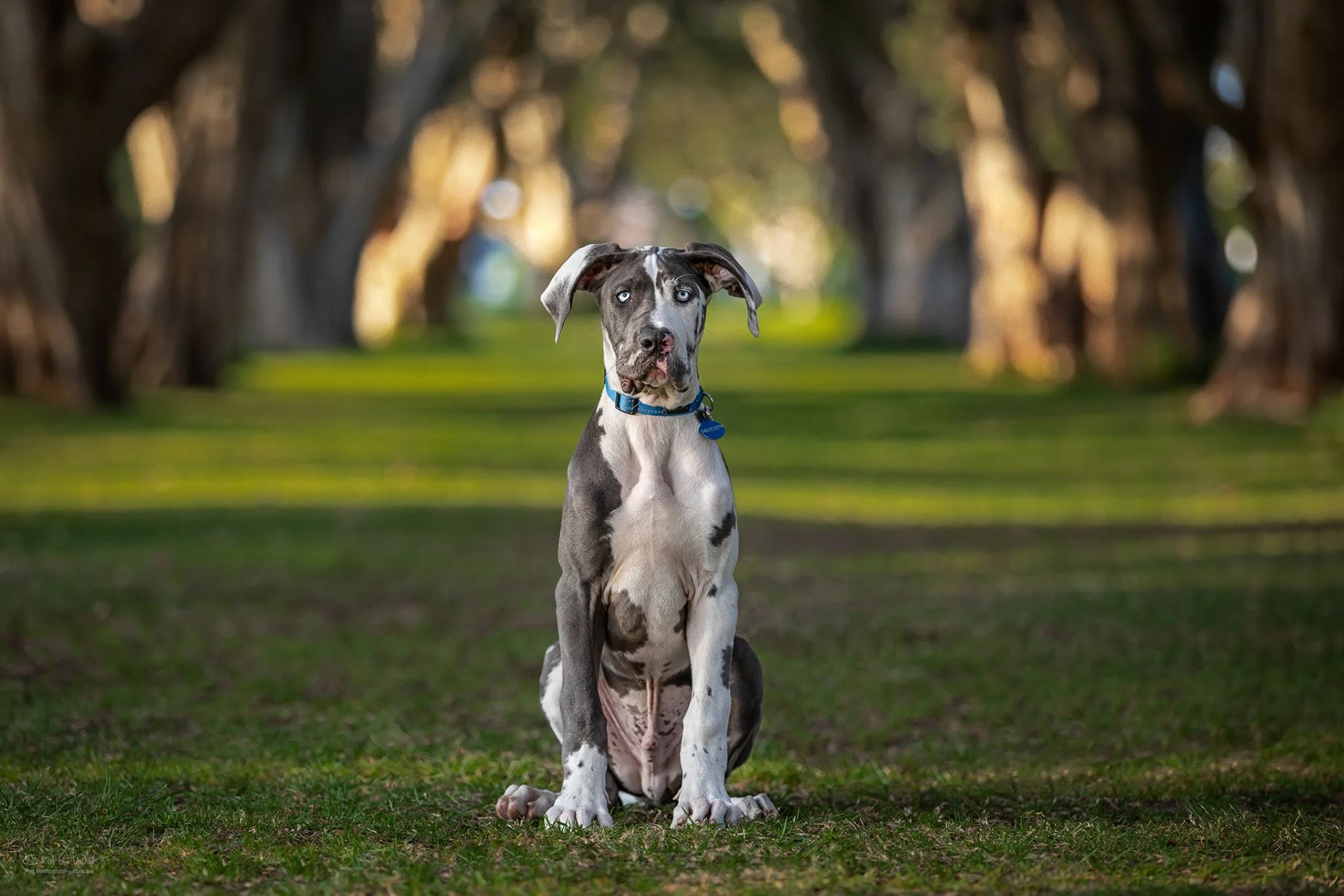 Lupo
