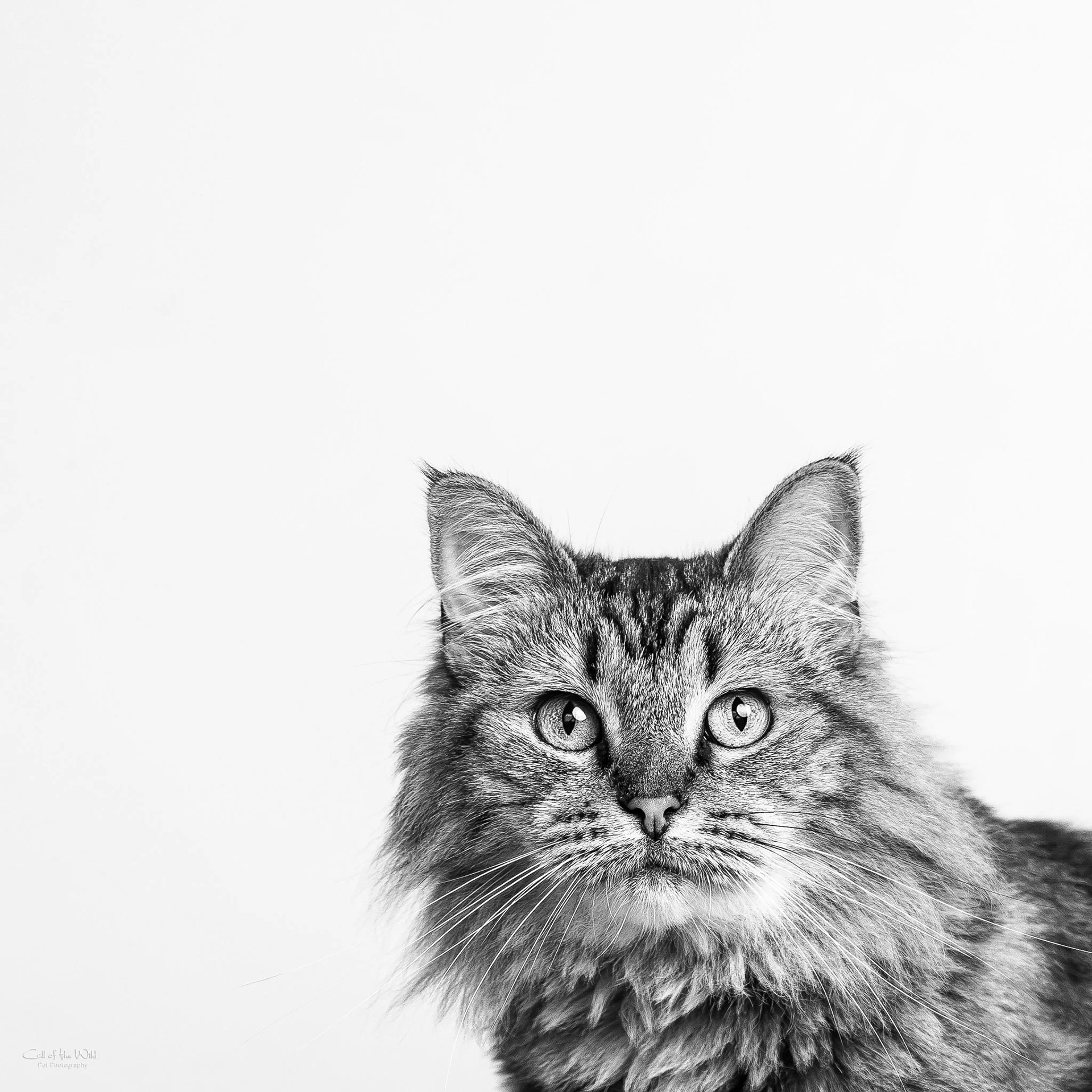 Gracie