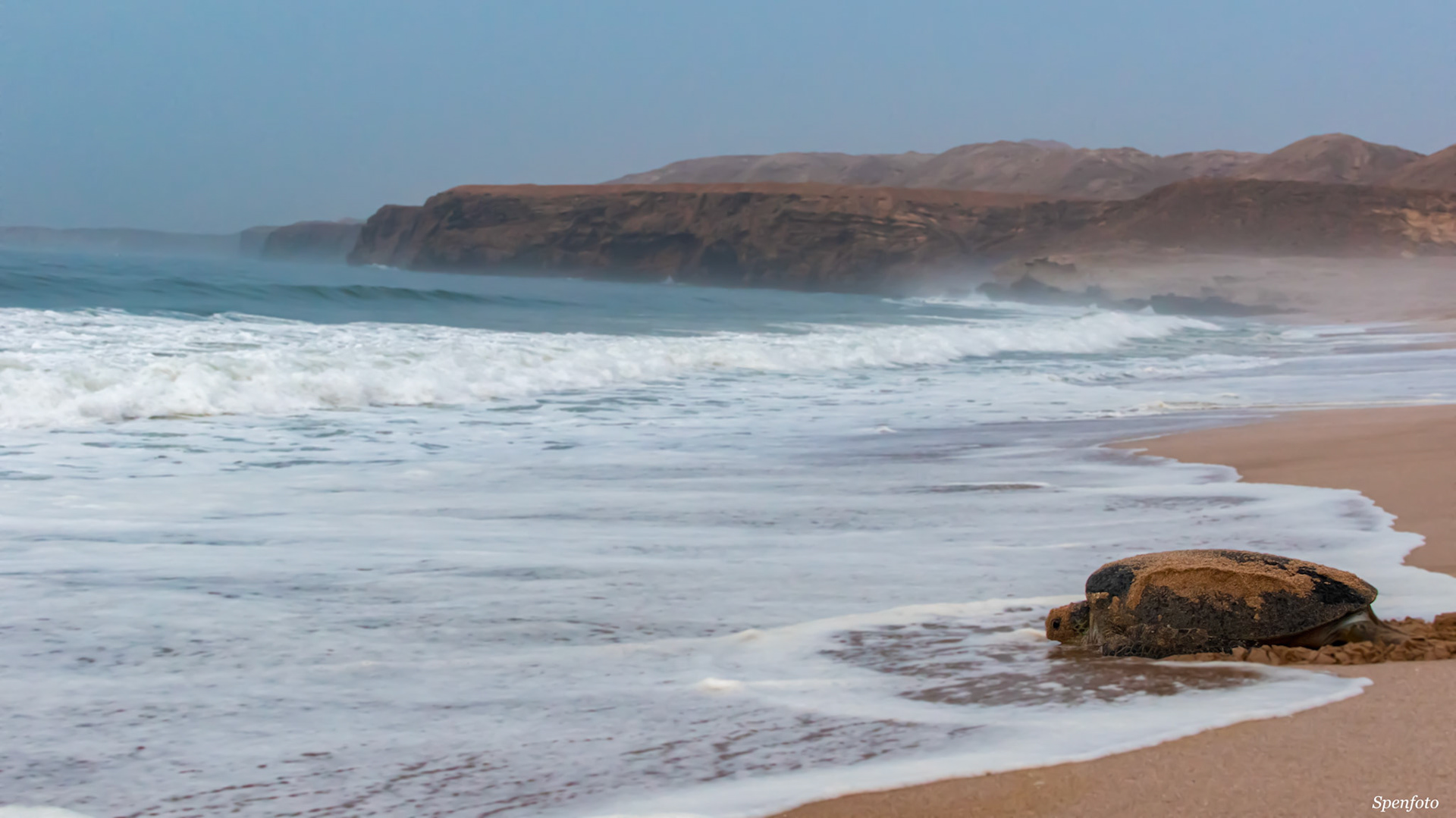 A green turtle returning to sea in the early morning after laying eggs in Oman.