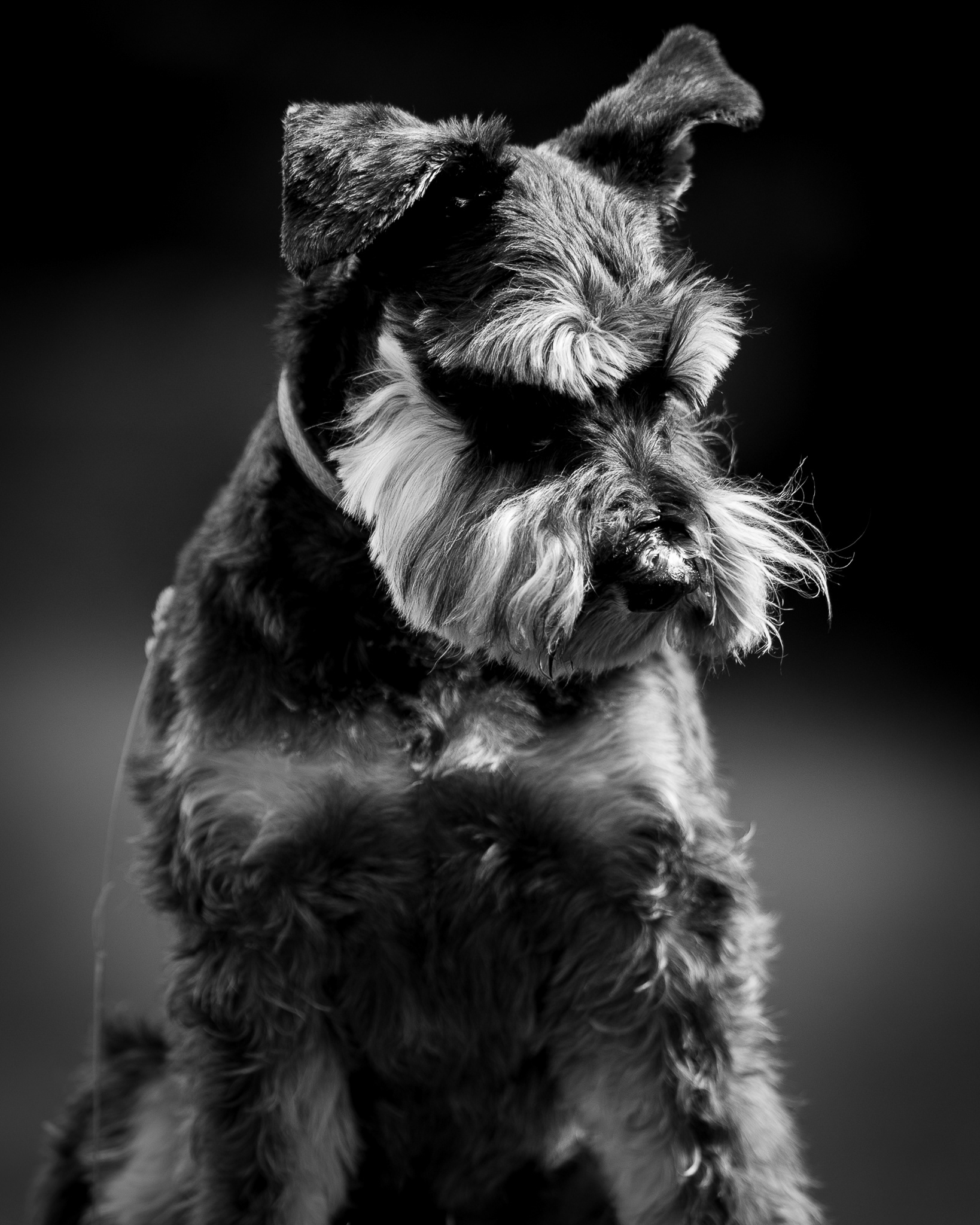 Charismatic dog photography North Wales