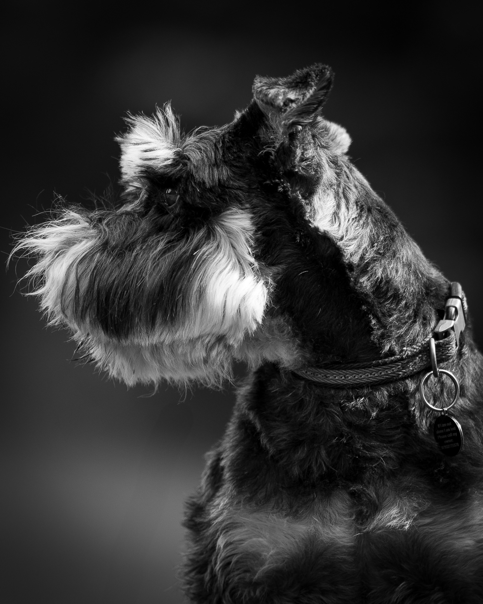 Dog Portrait Photography North Wales