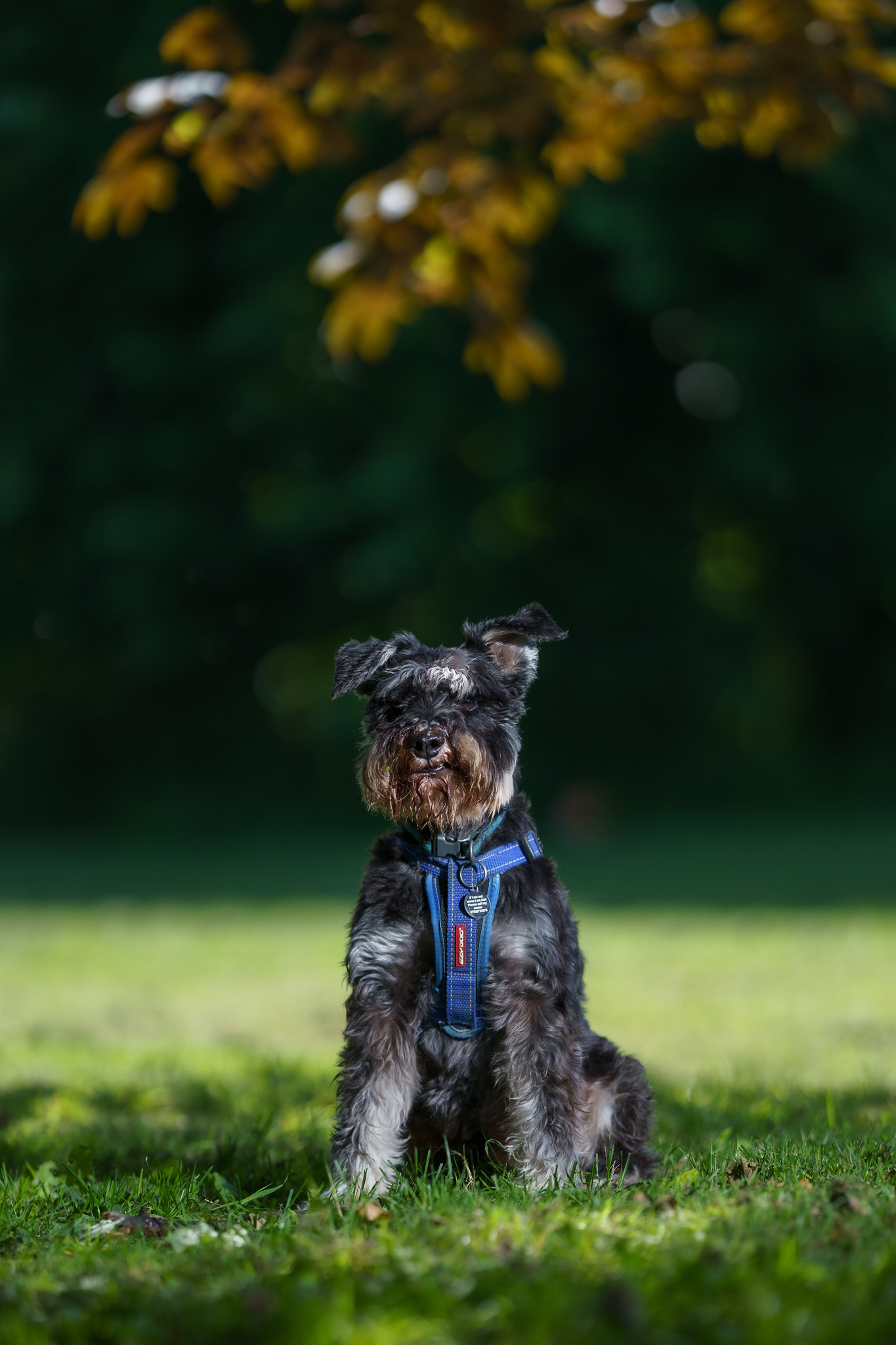 North Wales Dog Photography