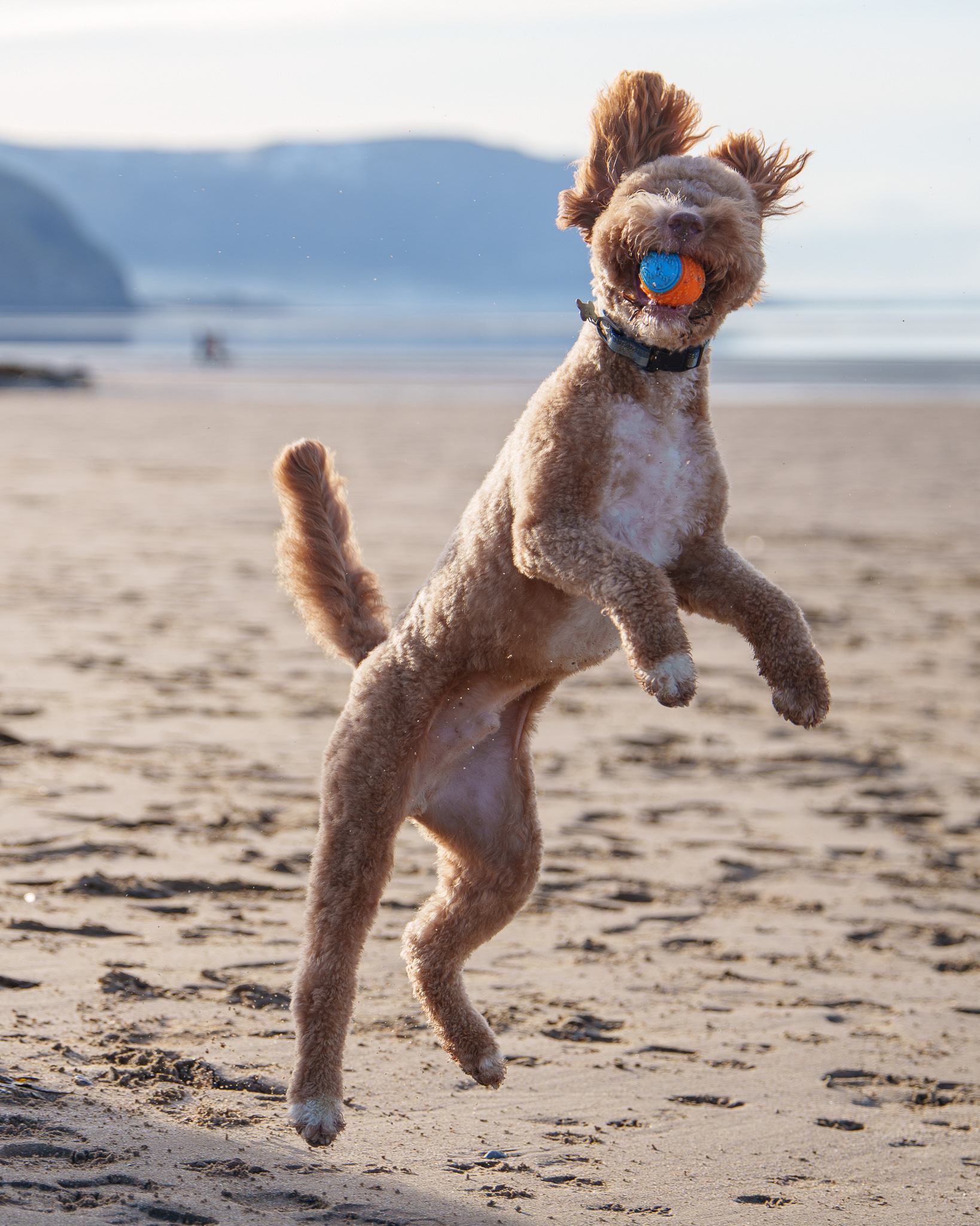 Double Doodle having fun on the beach in Llandudno