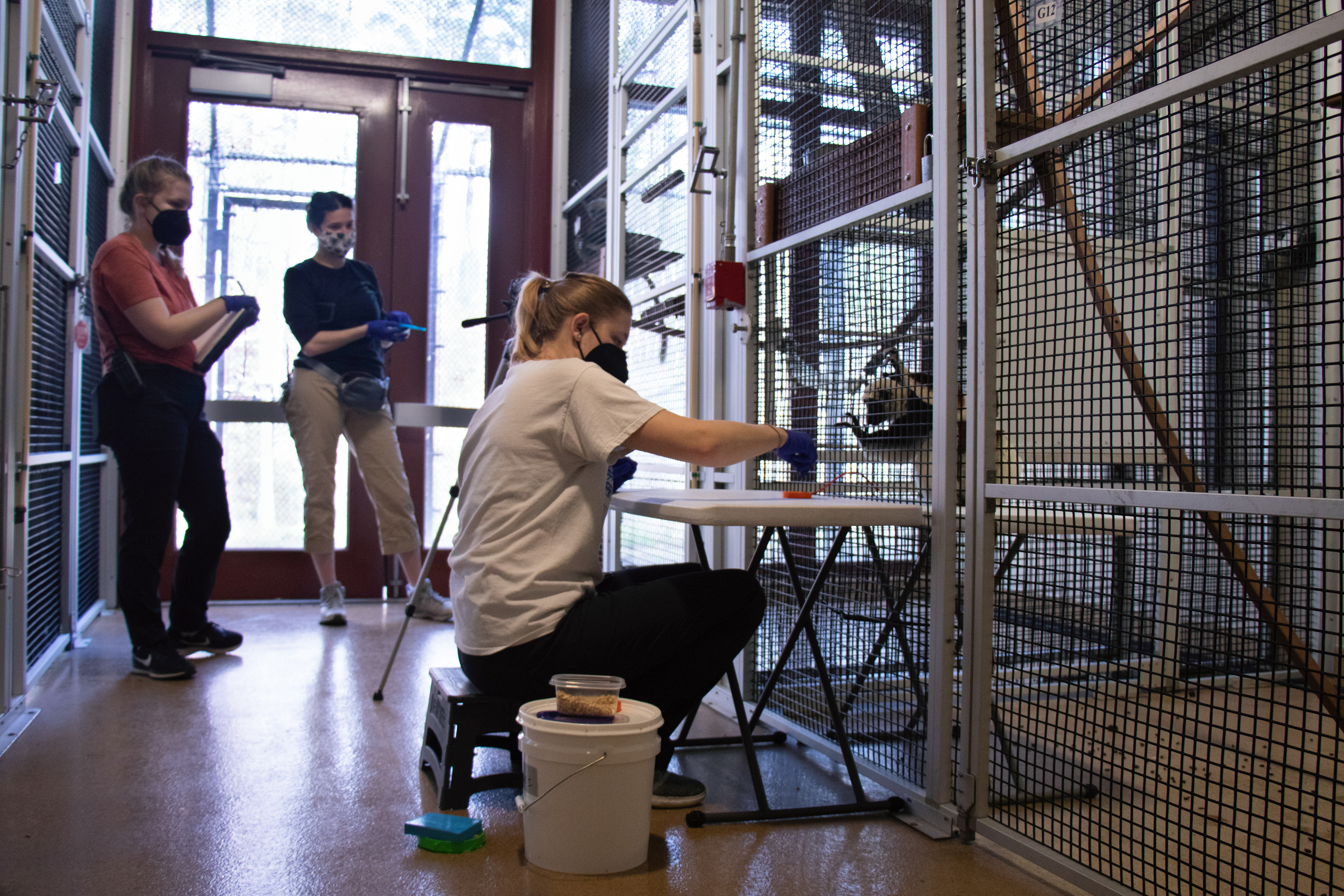 DLC research technician Gabbi Hirschkorn and research team conduct cognition trials with Camilla, a two-year-old Coquerel's sifaka. The trials evaluate the lemur’s understanding of tasks, rewarding actions with grape skin “treats.” Studying lemur cognition gives insight into the development of mental abilities in lemurs, the earliest primate ancestors of humans. “We learn a lot about how they think, how they learn in the process and just how intelligent they are,” said Erin Ehmke, Ph.D., Director of Research at the DLC.