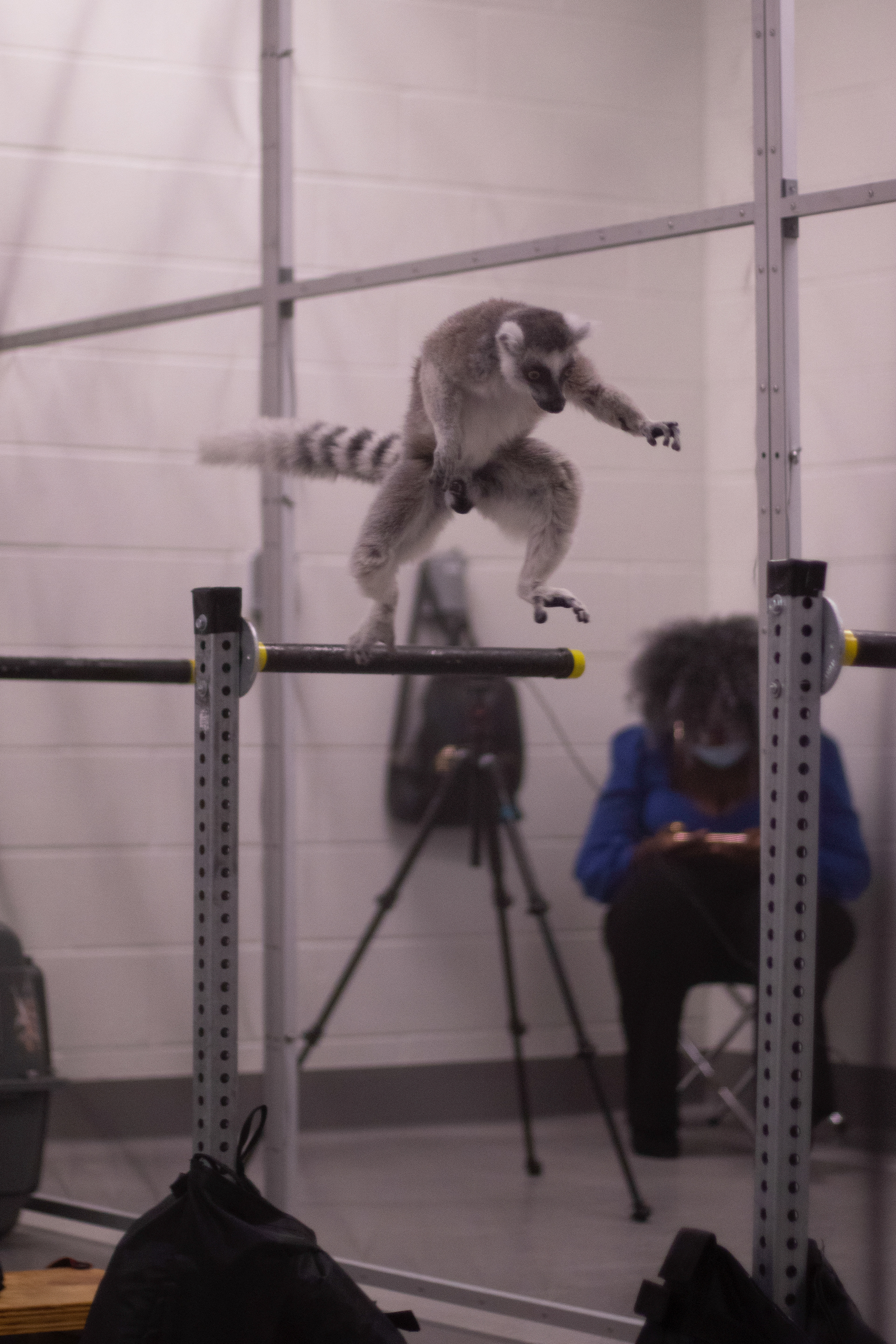 Nine-year-old Ring-tailed lemur LuLu jumps from one elevated bar to another during locomotion trials. “Lemurs are an arboreal species, meaning they hang out in the trees,” Sharp shared. They’re known to leap great distances from tree to tree in the wild. During the locomotion trials, a DLC research technician cues the lemur to jump across three elevated bars, varying in distance. “It's really important for those animals to be able to safely move among the trees and be able to calculate distance and understand the force that they need to leap and jump with and to avoid things like falls,” Sharp added. By recording the locomotion trials, researchers at the DLC analyze the physical adaptations that allow lemurs to leap from one surface to another.