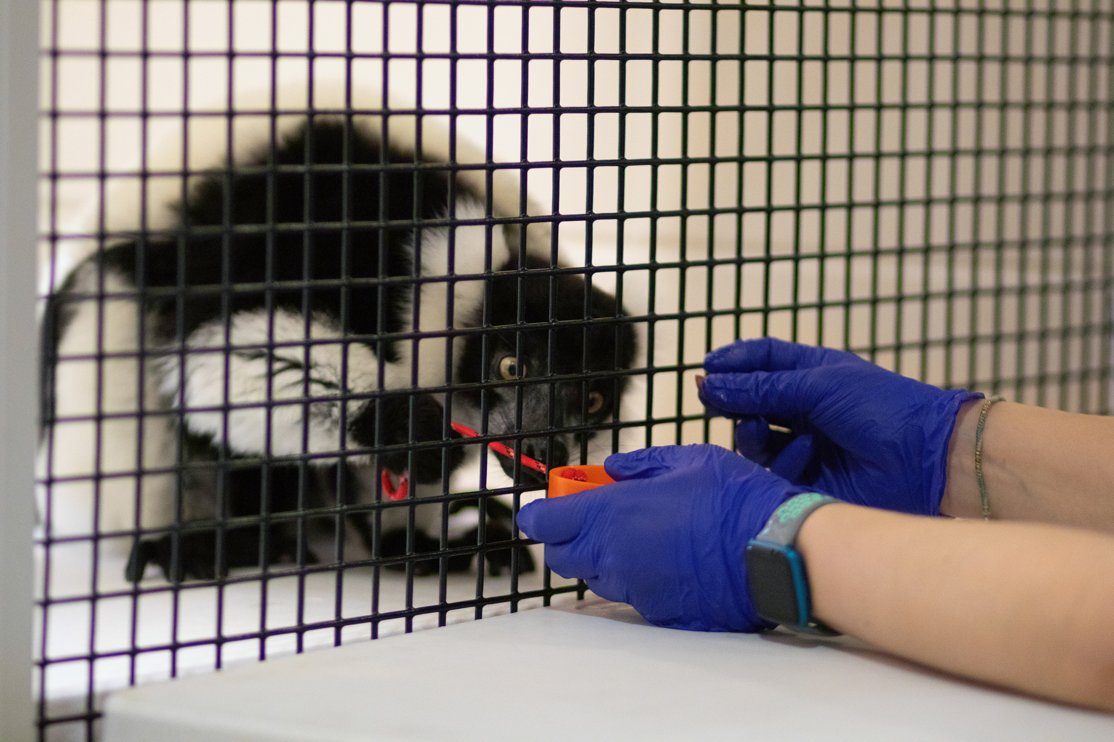 Herschel, a 10-year-old Black-and-White Ruffed Lemur, pulls on a string contraption, bringing the grape skin “treat” closer to him. Researchers use food rewards to encourage lemurs’ voluntary participation in research trials. In this cognition trial, Herschel understands that pulling on the orange string dish will result in a reward. “They enjoy that enrichment that they get from participating in the studies, and they're eager to participate, especially if there are snacks involved,” said Alexis Sharp, Research Manager at the DLC.