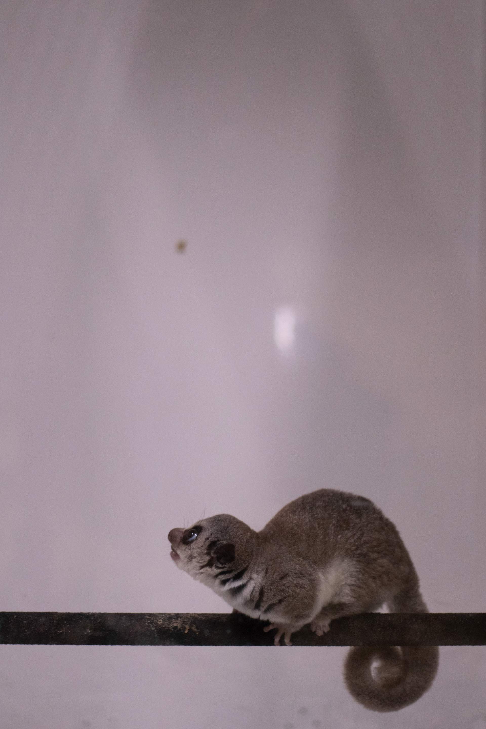 Elephant Bird, a four-year-old fat-tailed dwarf lemur, prepares to jump vertically from a tree branch on. DLC researchers continue locomotion trials with fat-tailed dwarf lemurs, recording the force of their vertical leaps.