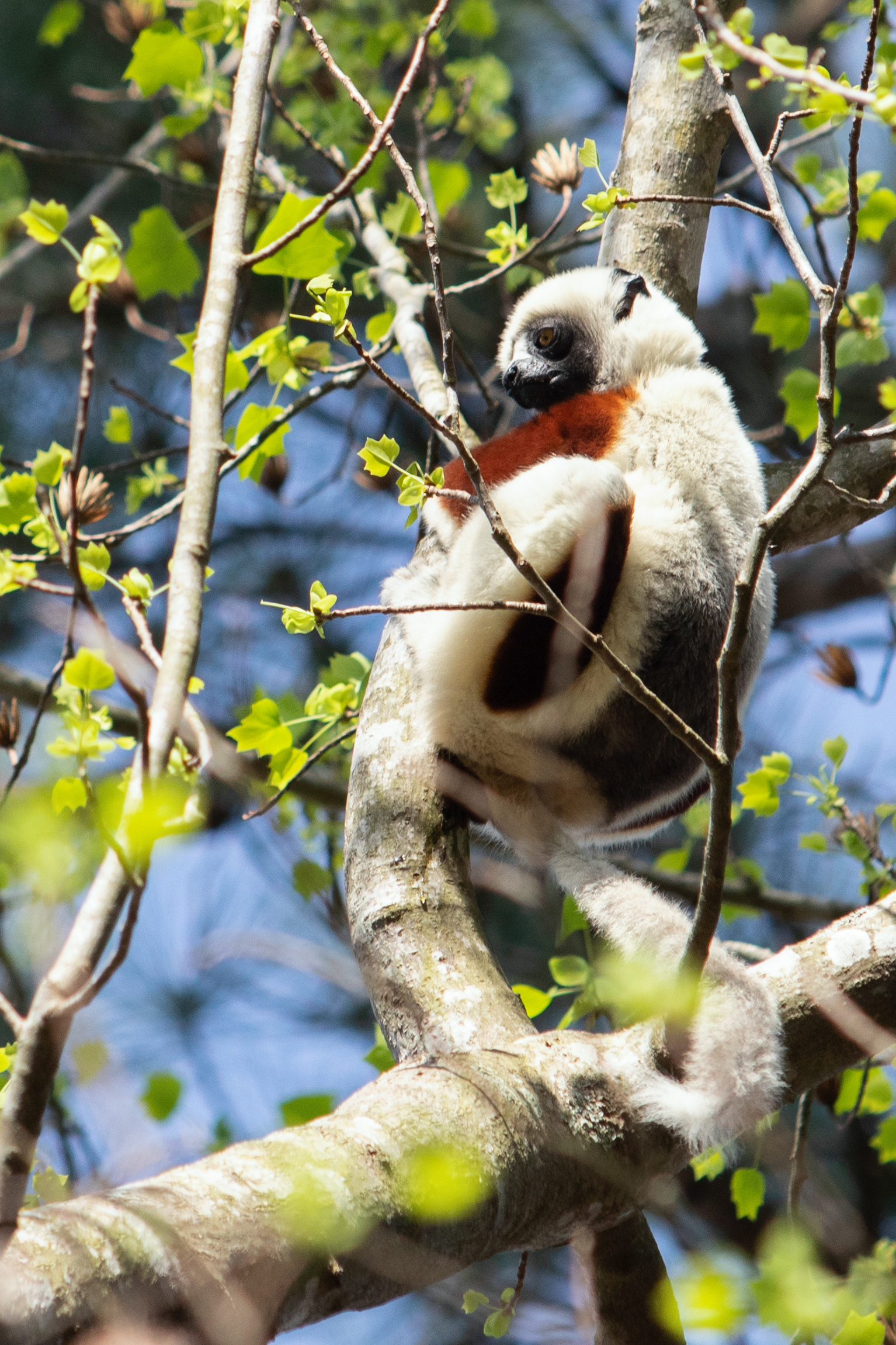 Johann, a Coquerel's sifaka, spends time in the trees on Tuesday, March 28, 2023. The Duke Lemur Center (DLC) in Durham, N.C., leads the world in the study and conservation of lemurs, the most endangered mammals on Earth. Lemurs contribute to the biodiversity of Madagascar by providing essential ecosystem services such as seed dispersal and pollination. These services are necessary for reforestation efforts. Today, 98% of lemurs are endangered, and 31% of species are critically endangered. Lemurs face several threats, including habitat loss and fragmentation, frequent and extreme weather events, changing climate, and poaching. Much of the DLC’s research consists of observing the behaviors of free-ranging lemurs like Johann and his partner, Rodelinda, and their baby, Egeria.