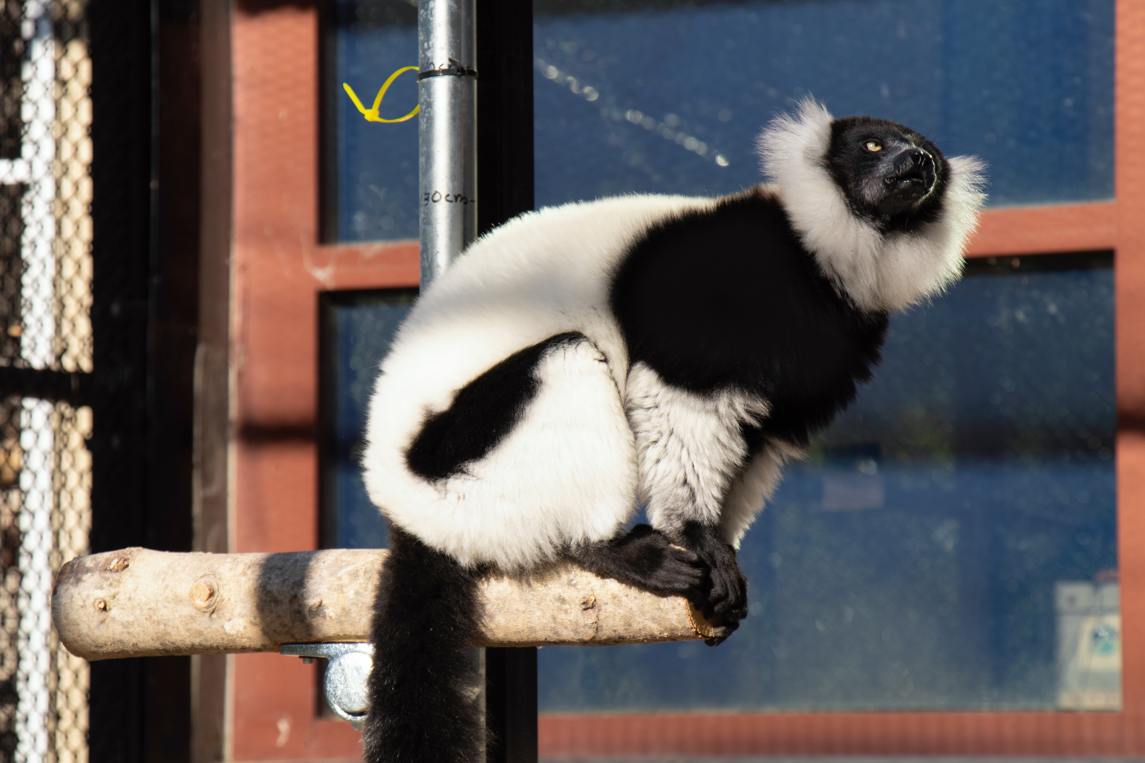 The DLC continues to support research projects and provide access for external researchers to complete new projects at the DLC. Additionally, the DLC spreads the mission of lemur conservation and informs the public of the importance of saving lemurs, which are integral to the biodiversity of Madagascar, through on-site tours of the DLC beginning in May.