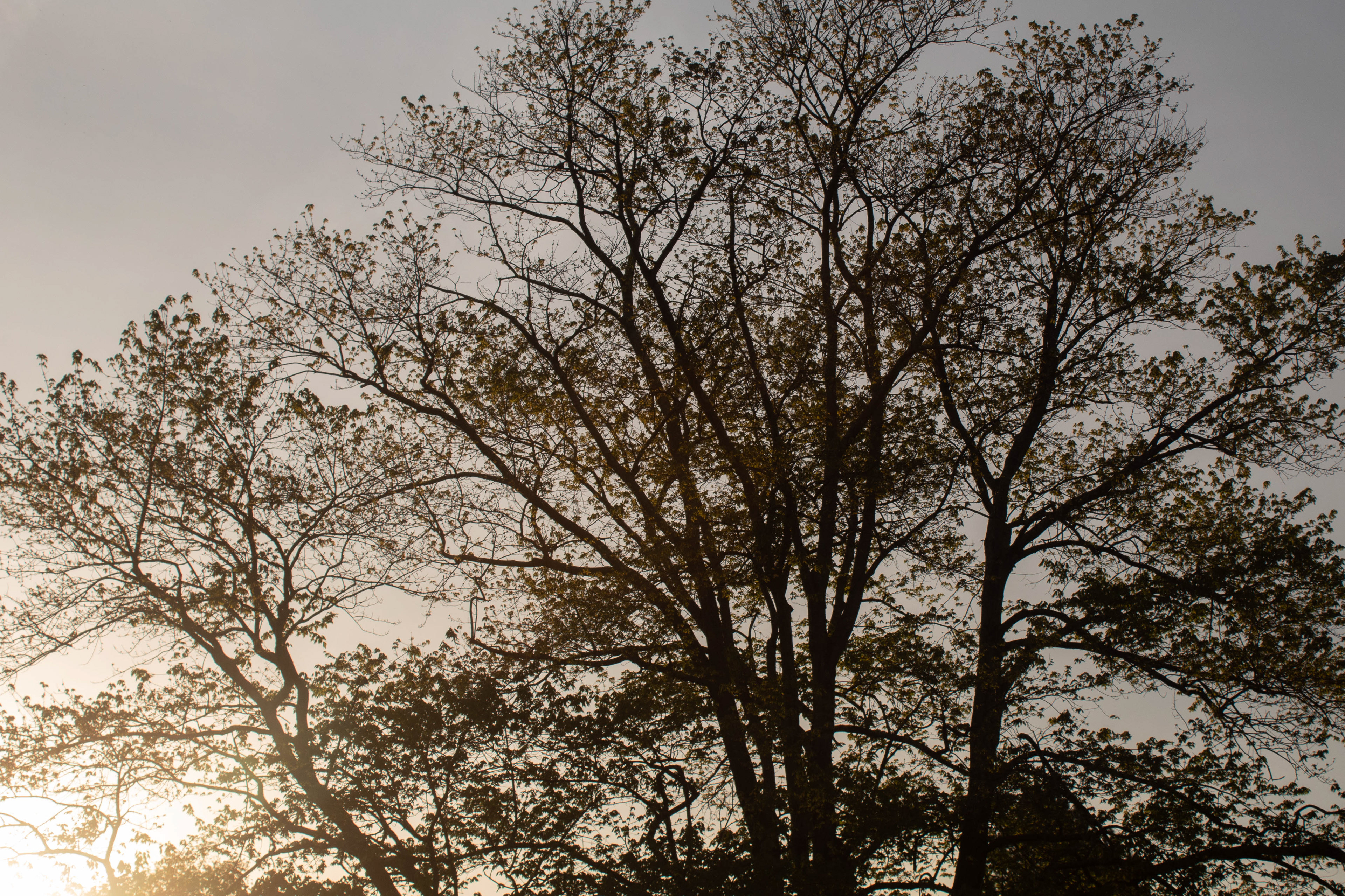 Sunset through the Tree