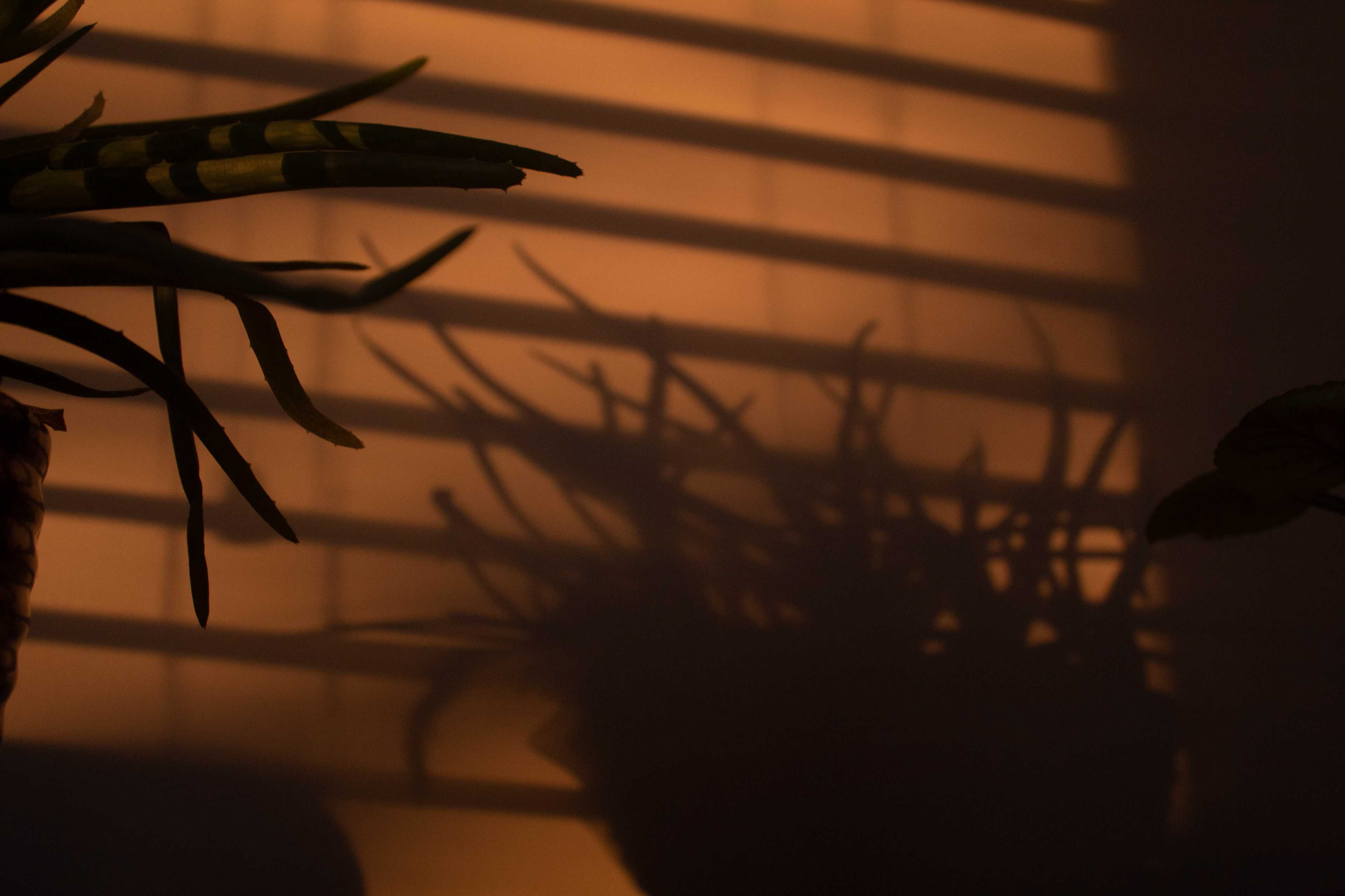 Sunset created shadows of house plant