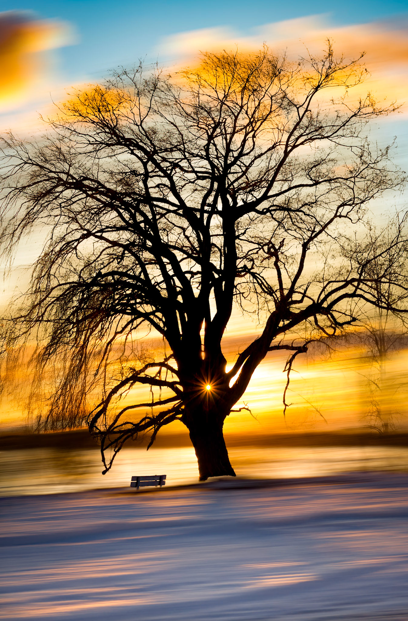 Le soleil se trouvait dans la petite ouverture de l'arbre