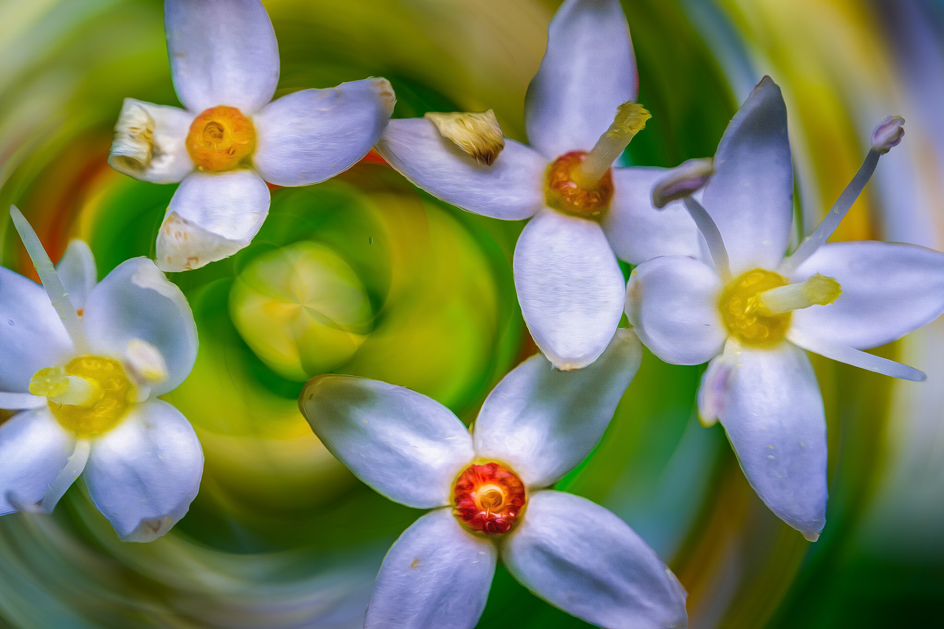 Macro fleur
