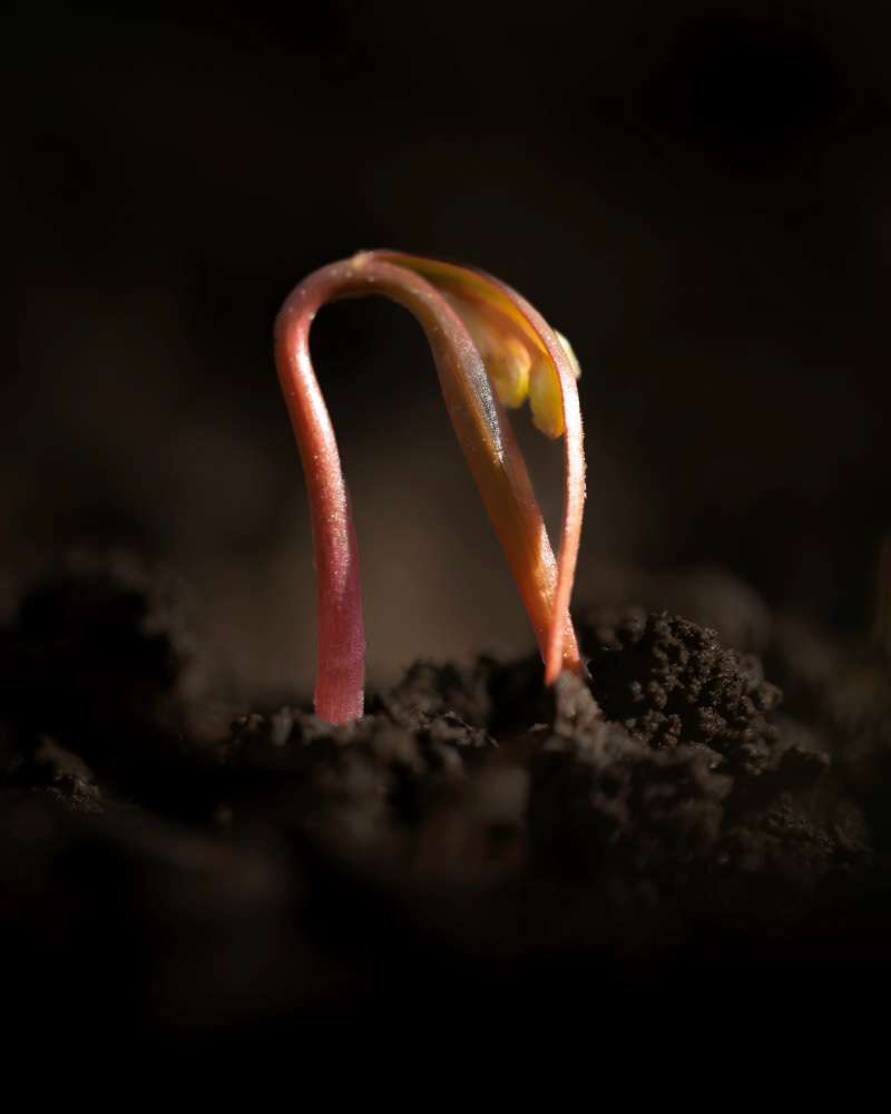 spring beauty emerging
