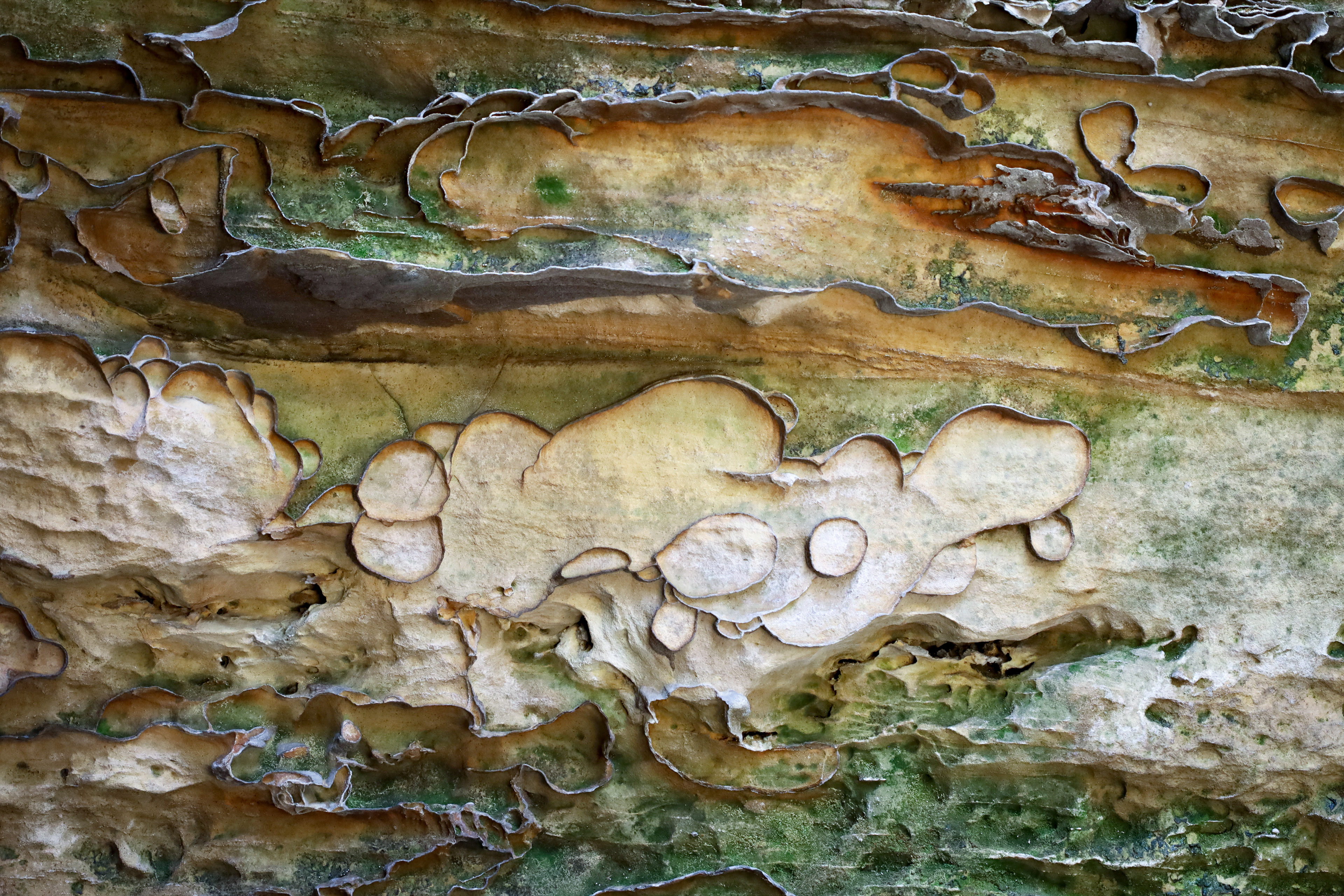 Panther's Den Wilderness Area, Illinois