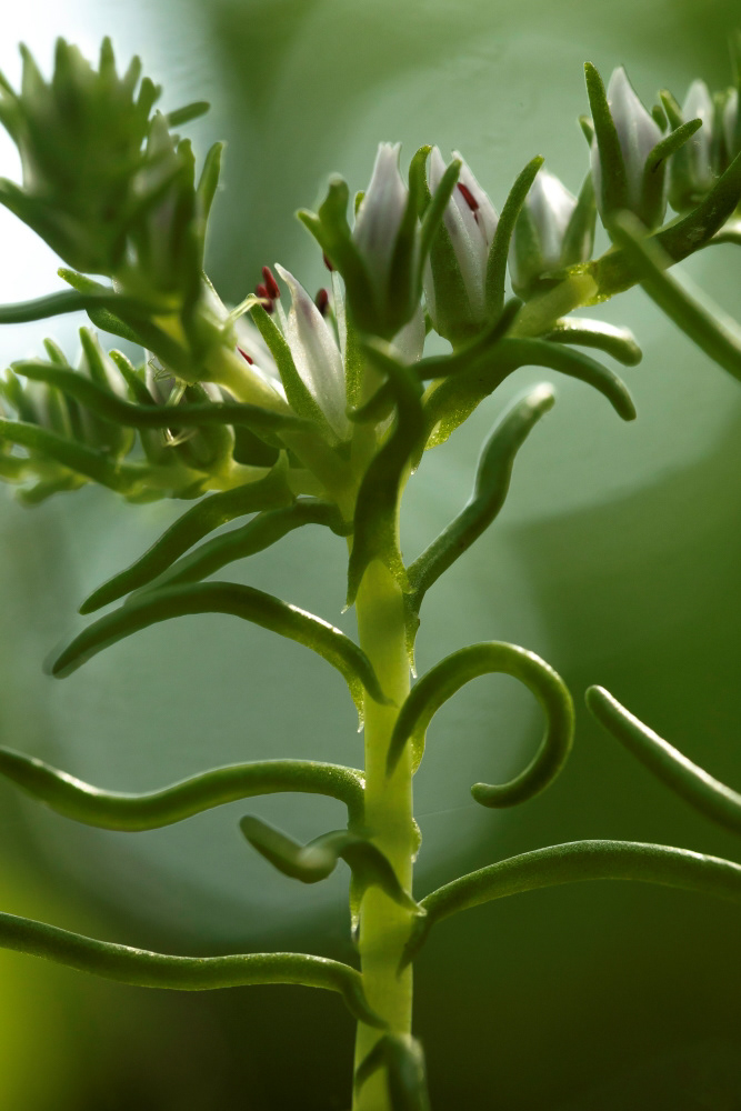 stonecrop
