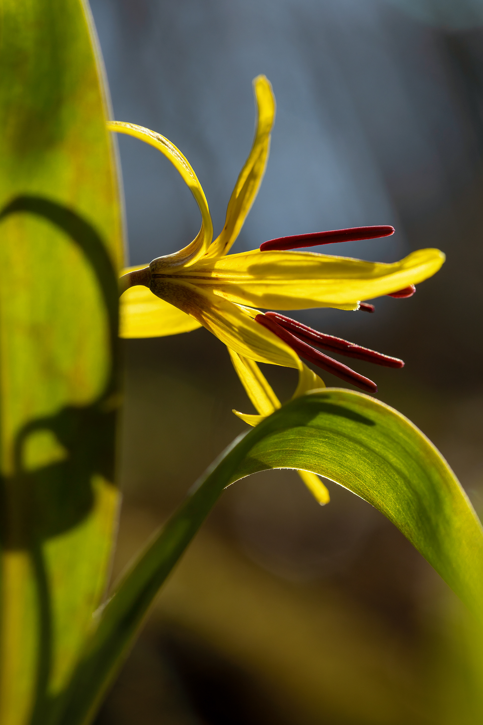 trout lily