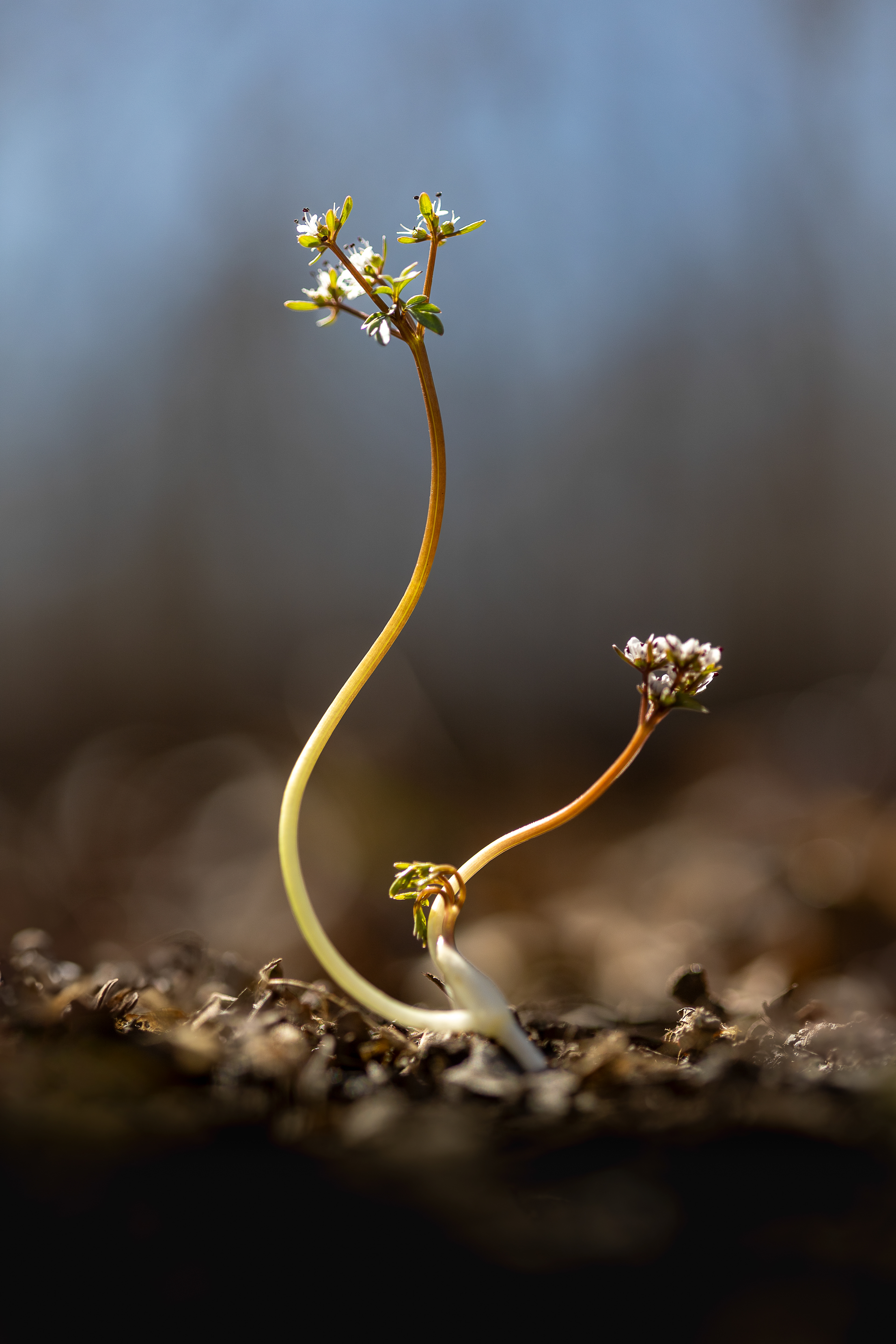 harbinger of spring
