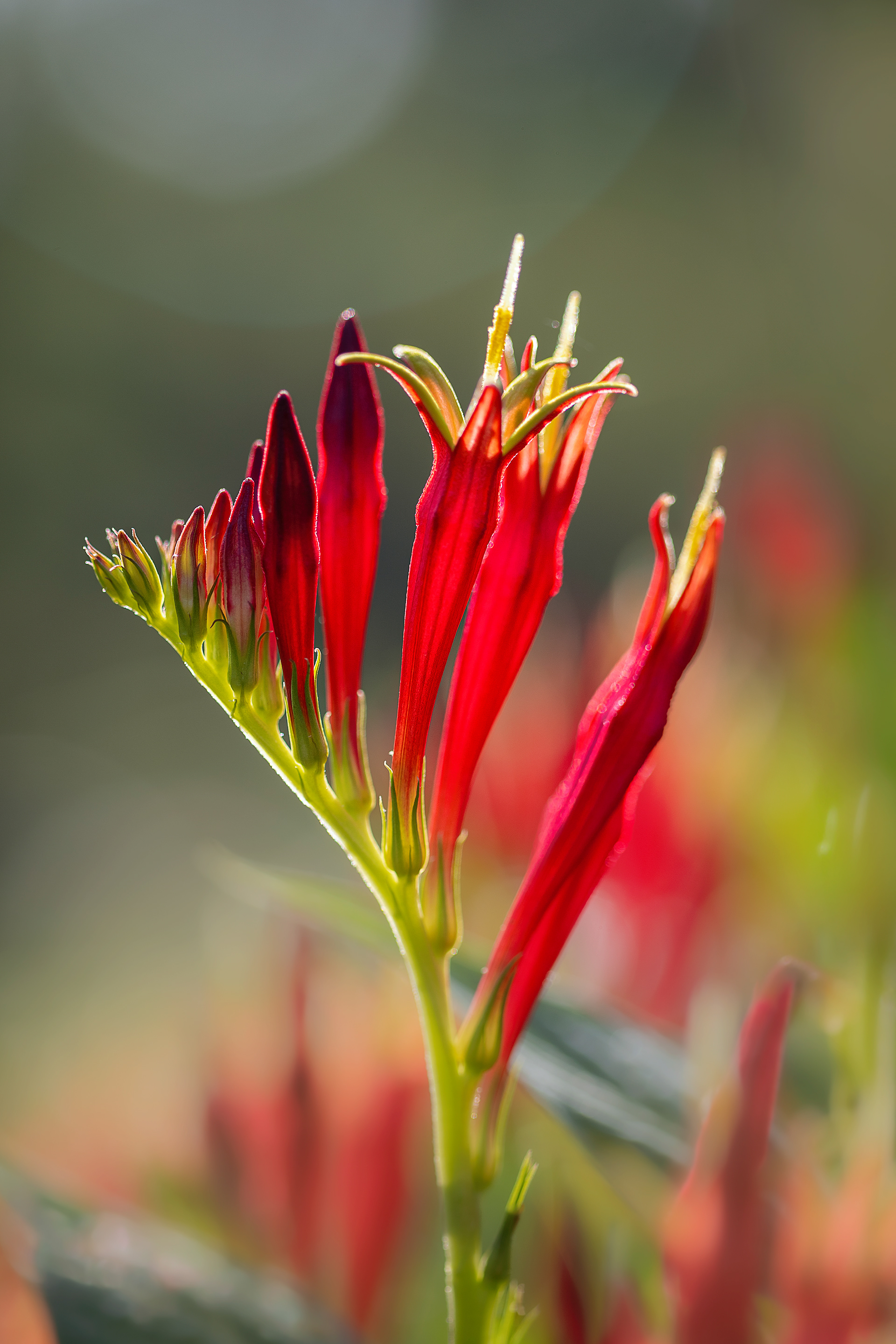 indian pink