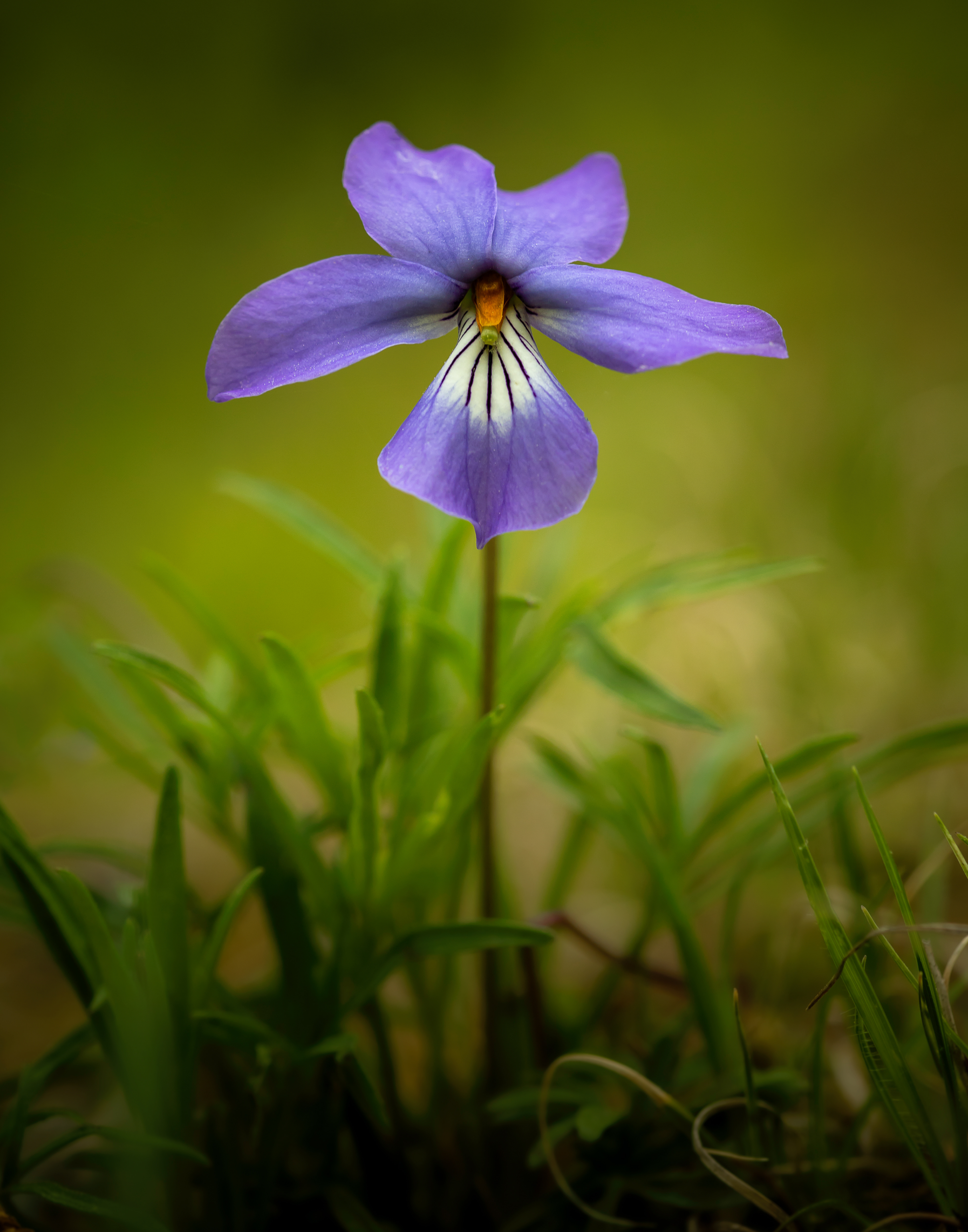 birdfoot violet