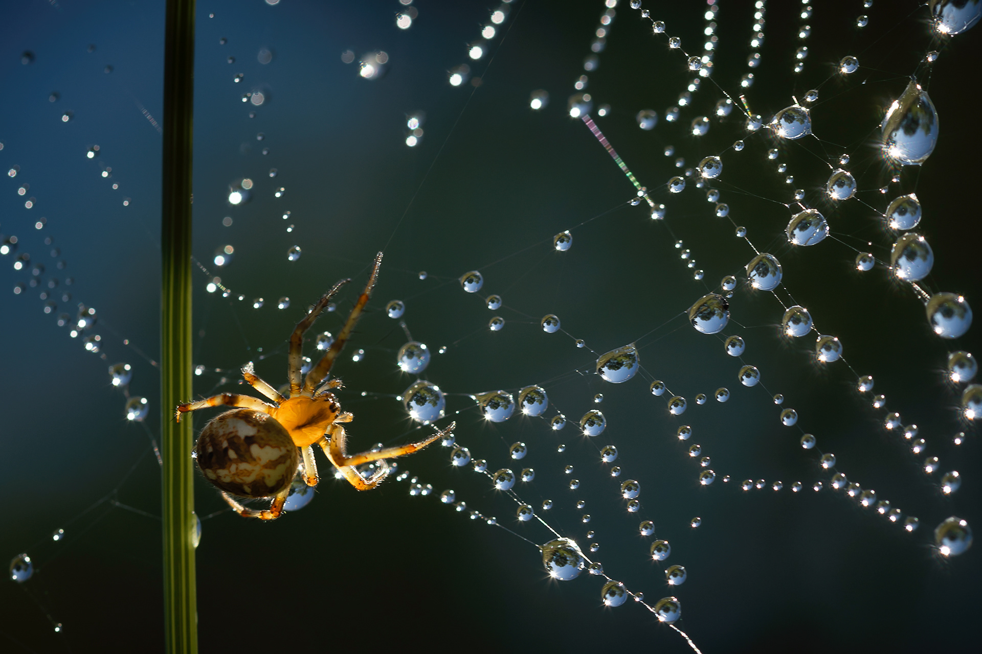 Orb Weaver