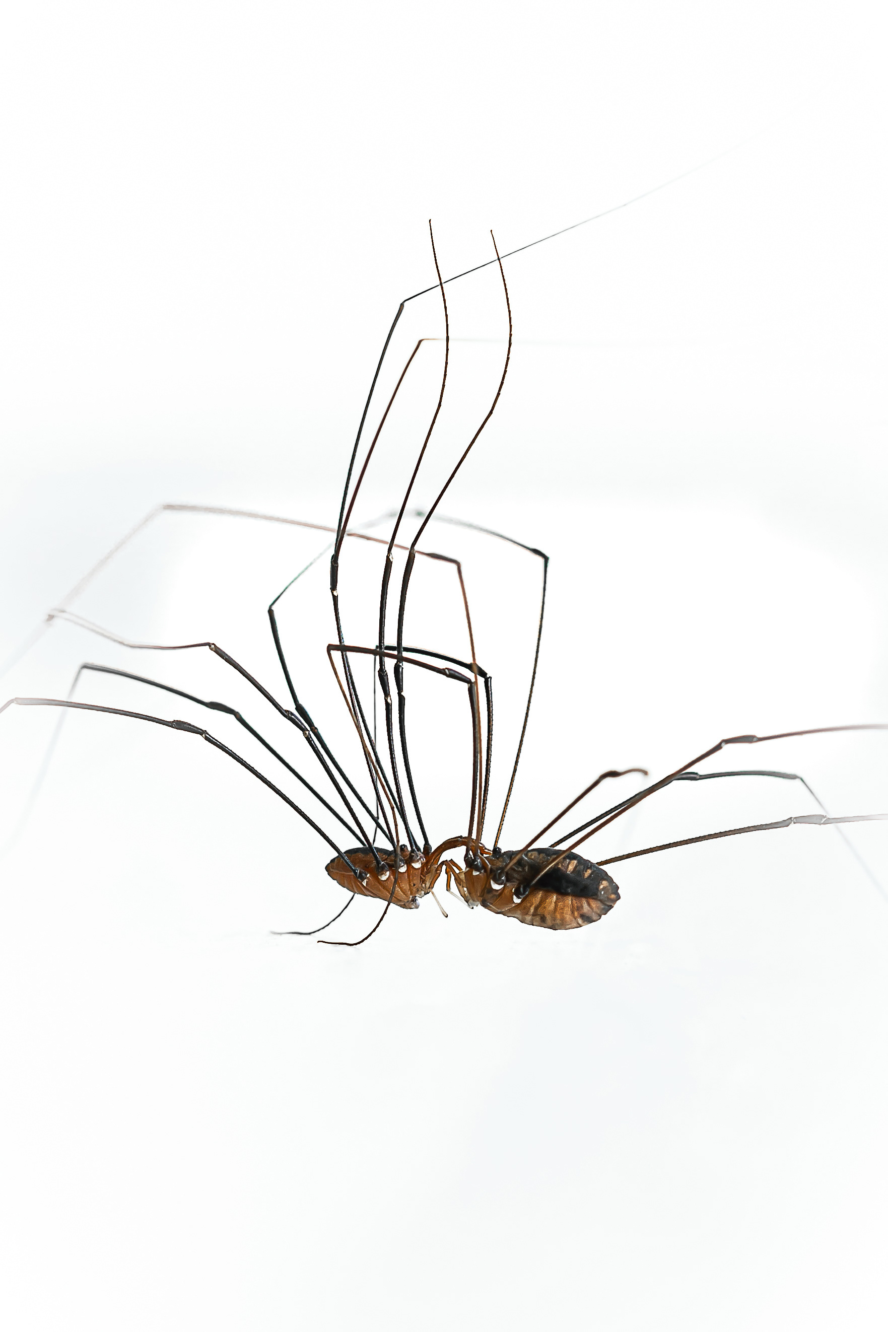 Two Harvestman, Daddy Longlegs